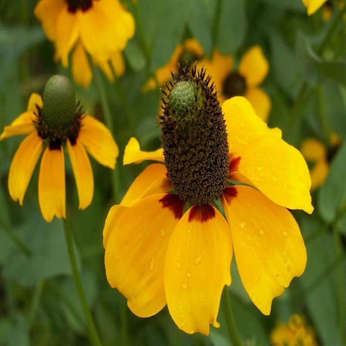 Clasping Coneflower Dracopis Amplexicaulis For Perennial Flowers Flower Seeds for Home Garden