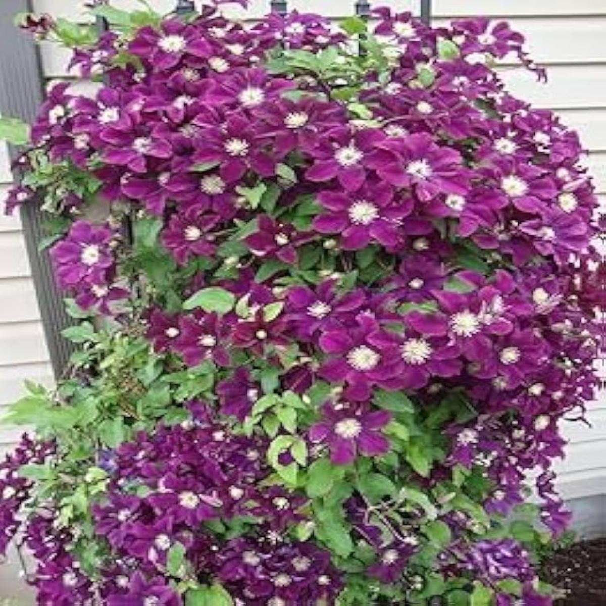 Clematis Clematis spp. Seeds for Planting in Trellis Garden
