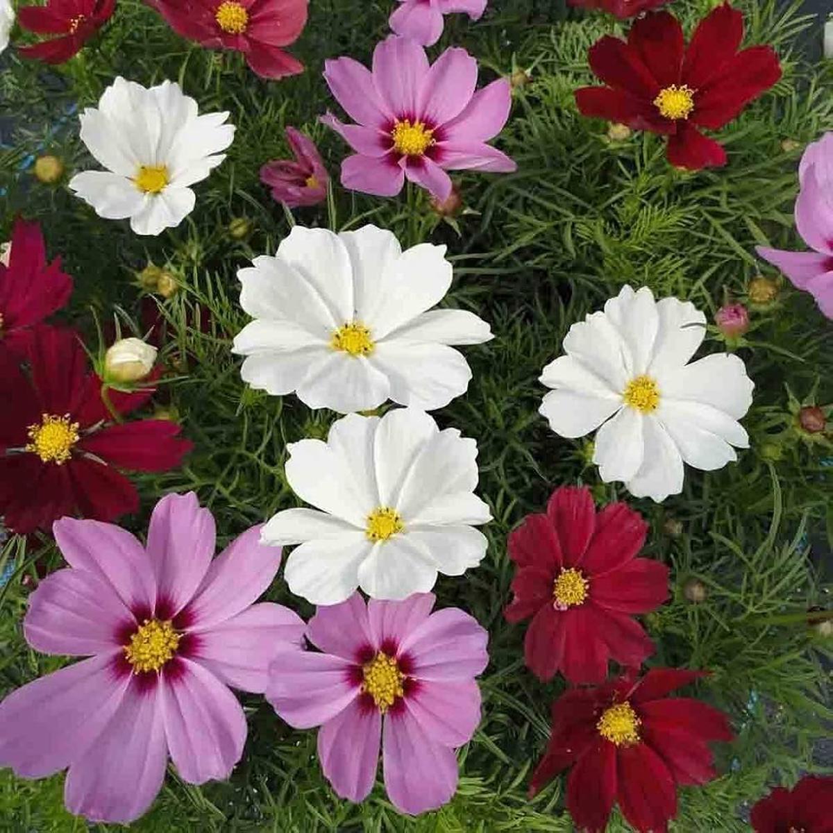 Cosmos Cosmos Bipinnatus Tall Cy Stripe Mixed Flower For Planting Ideal For Home Garden
