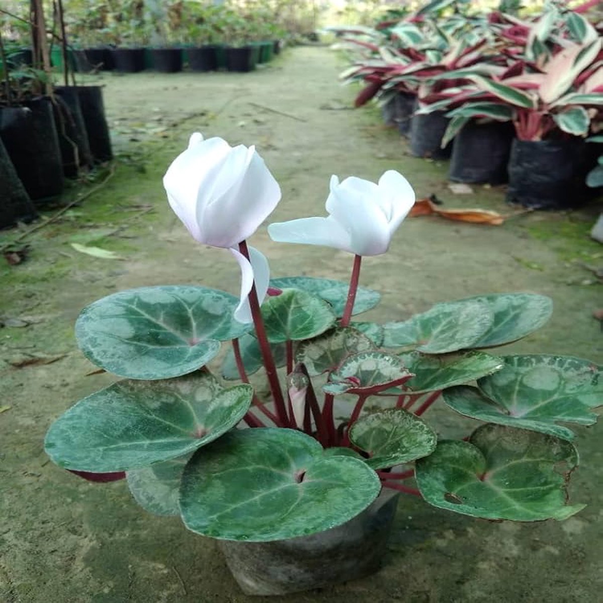Cyclamen For Planting Cyclamen Persicum For Winter Gardens And Flower Beds Flower Seeds for Home
