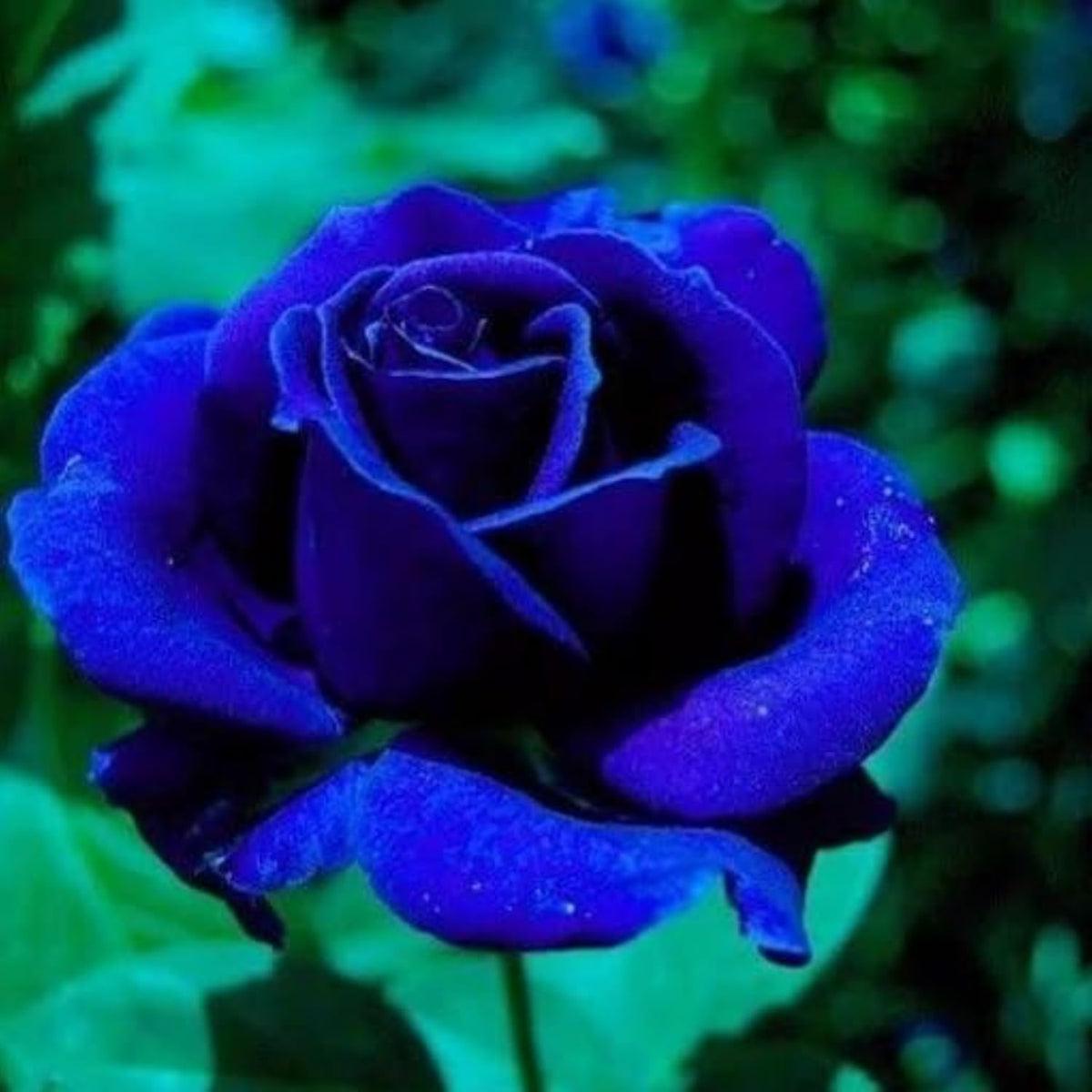 Dark Blue Rose Flower seeds for Planting Garden Favorite Heirloom & GMO Free Seeds for Home Garden Sale
