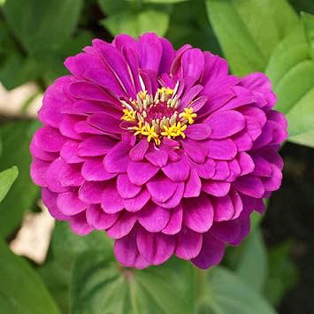 Deep Pink Zinnia Elegans Flower Seeds for Planting Vibrant, Heirloom, Non-GMO, High Germination Organic Garden Seeds
