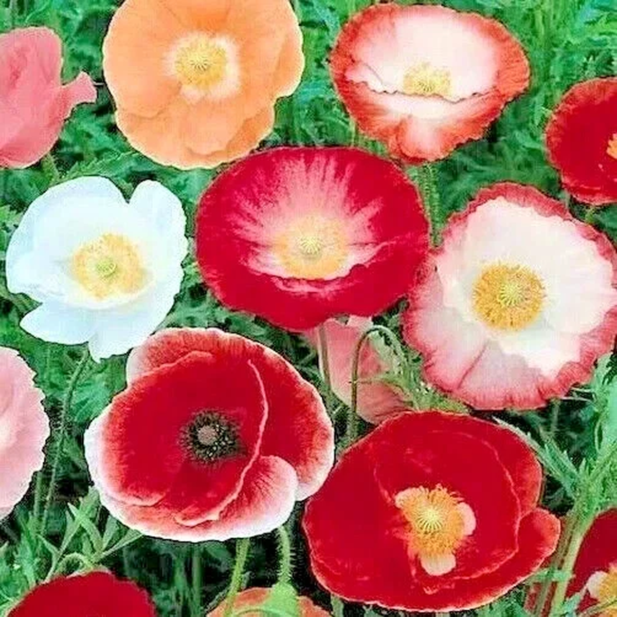 Double Shirley Poppy Flower Seeds - 1000+ Annual Mixed Colors Outdoor