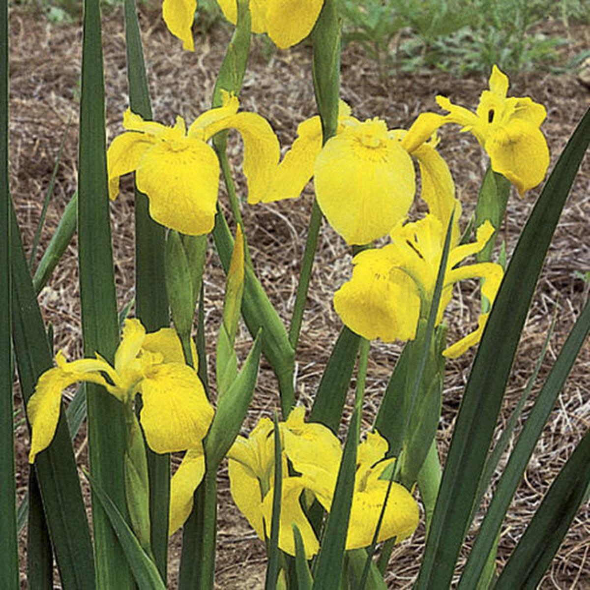 Flag Flower Seeds for Planting - Heirloom Non-GMO High Germination Organic Garden Seeds