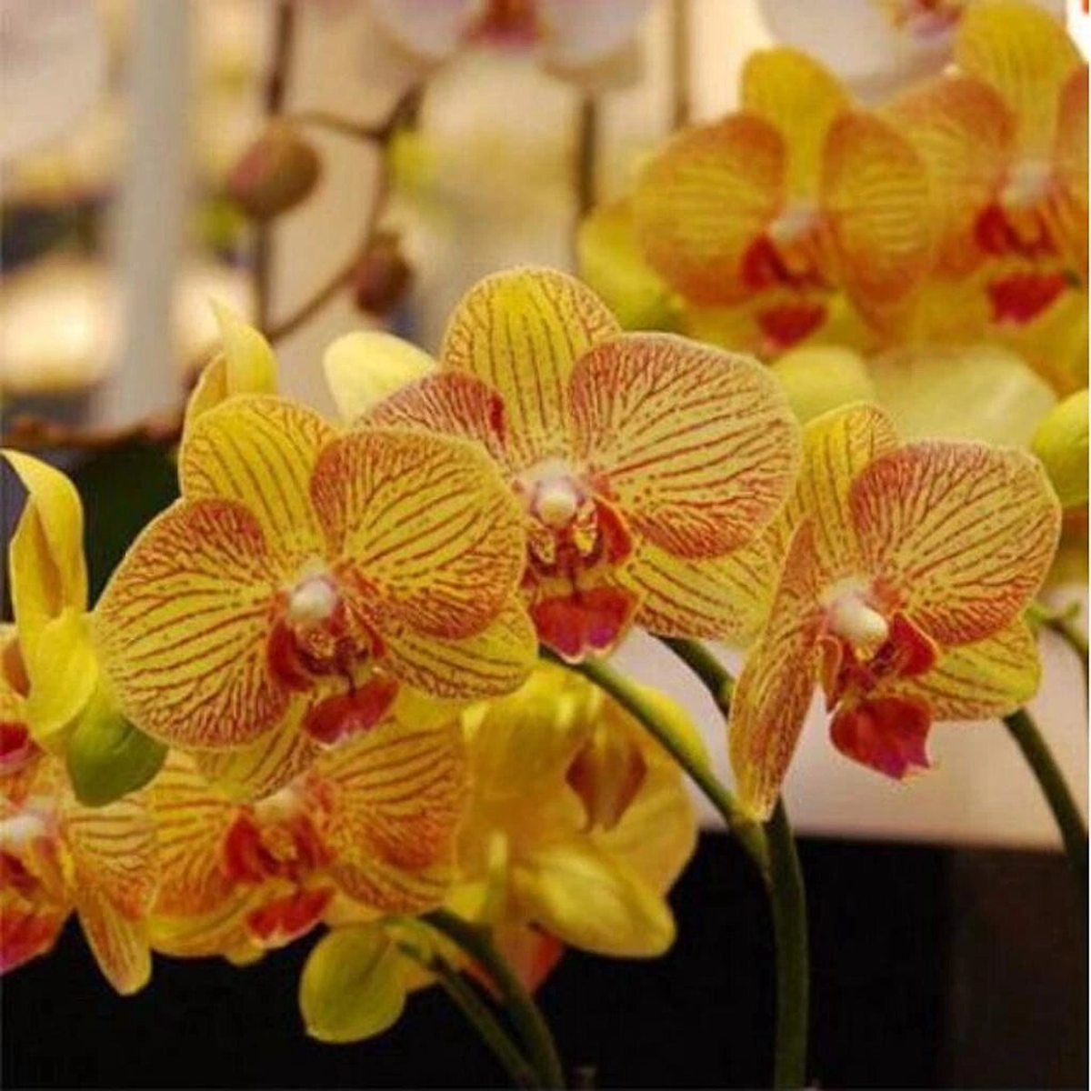 for Orange Yellow ORCHID rare flower exotic house plant Seller Seeds  Heirloom, Non-GMO, High Germination Organic Garden Seeds