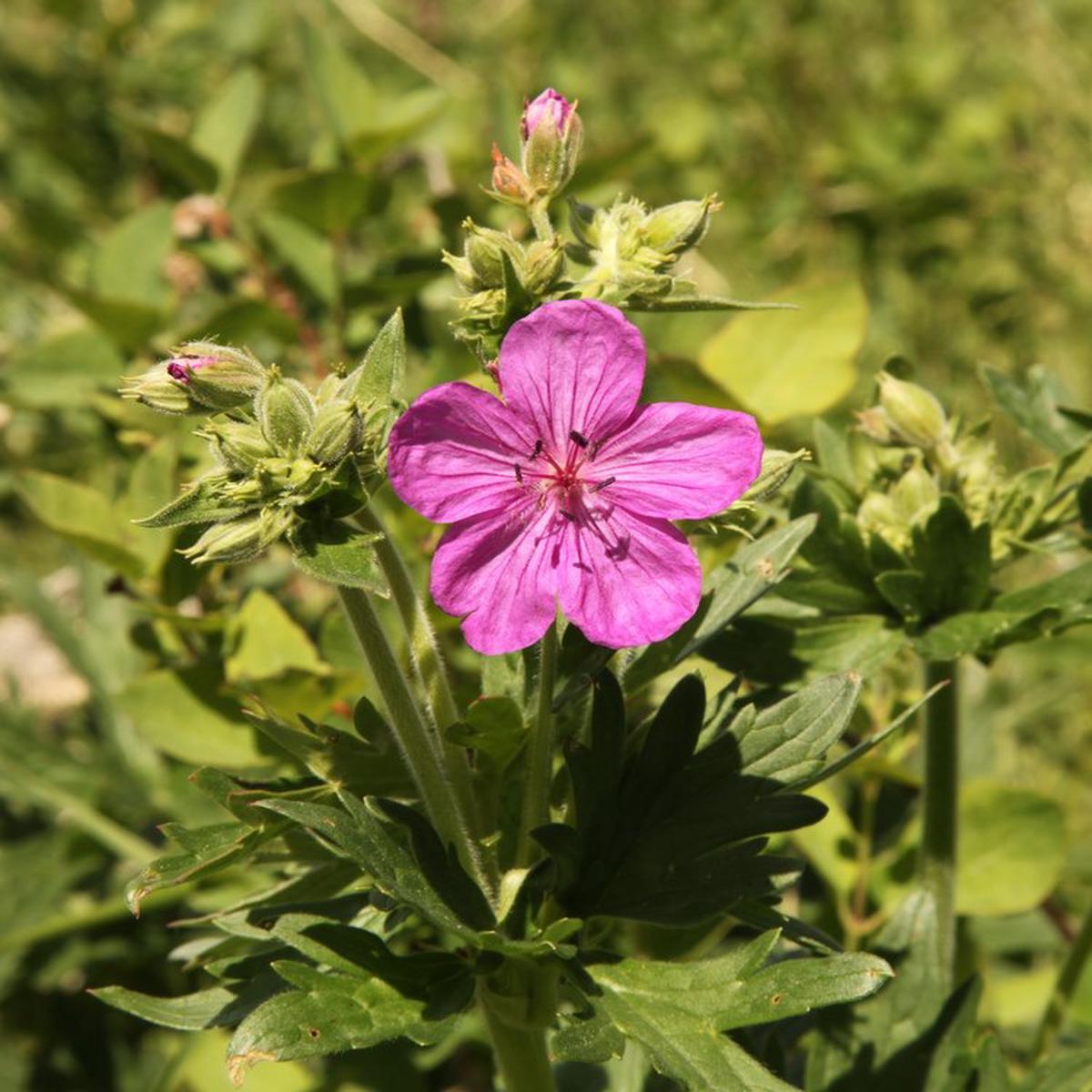 Geranium Viscosissimum Flower seeds for Planting Cut Flower Favorite Heirloom & GMO Free Seeds for Home Garden