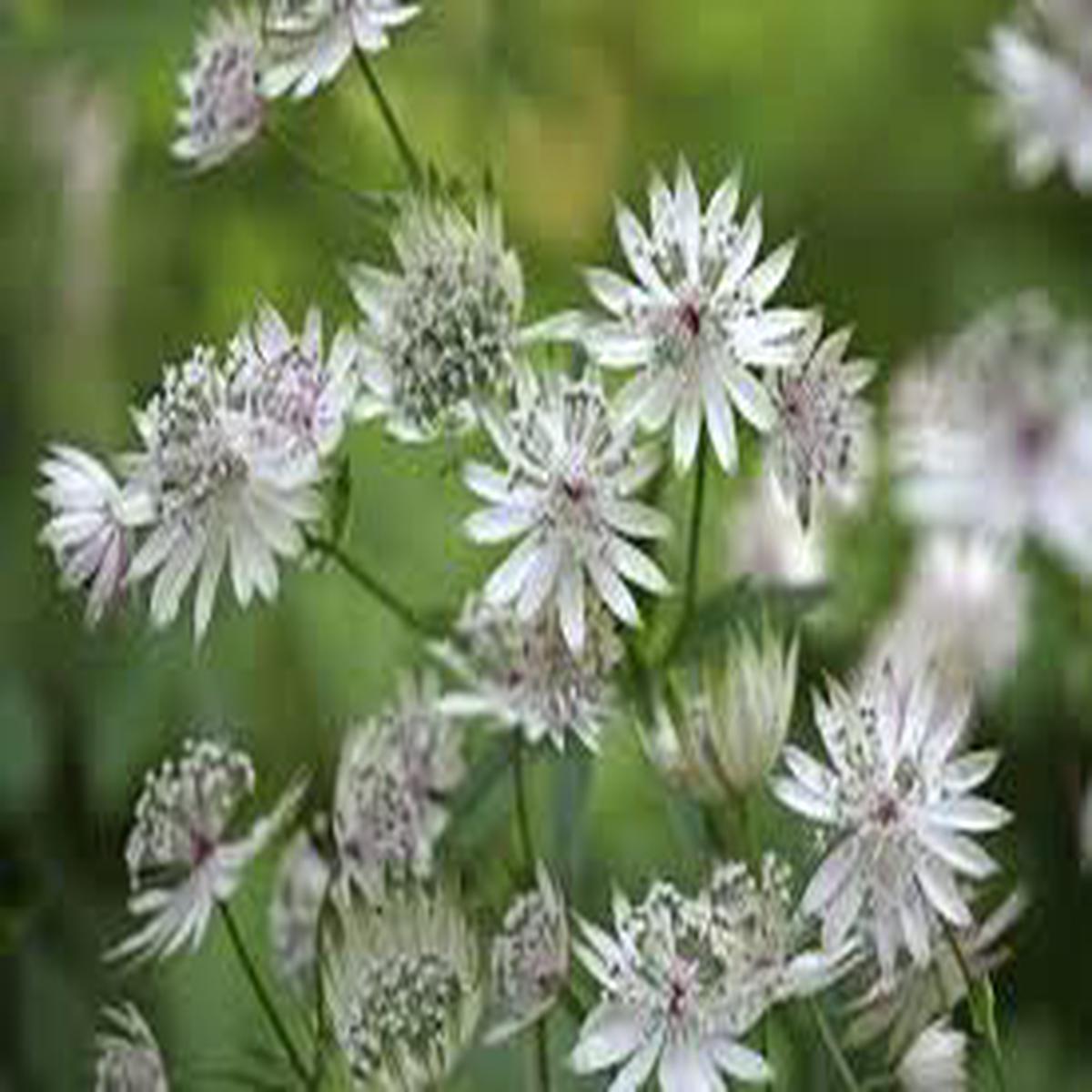 Green White Astrantia Flower Seeds for Planting Low Maintenance, Heirloom, Non-GMO, High Germination, 100pcs
