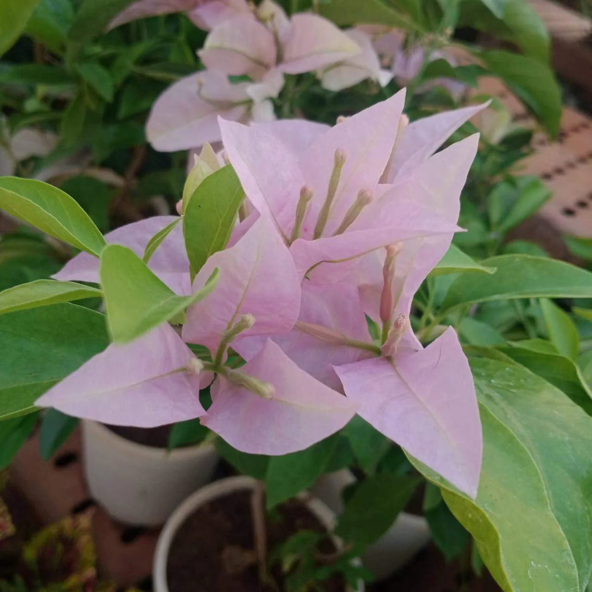 Heirloom Baby Pink Bougainvillea Flower Seeds for Planting Non-GMO | High Germination Organic Garden Seeds