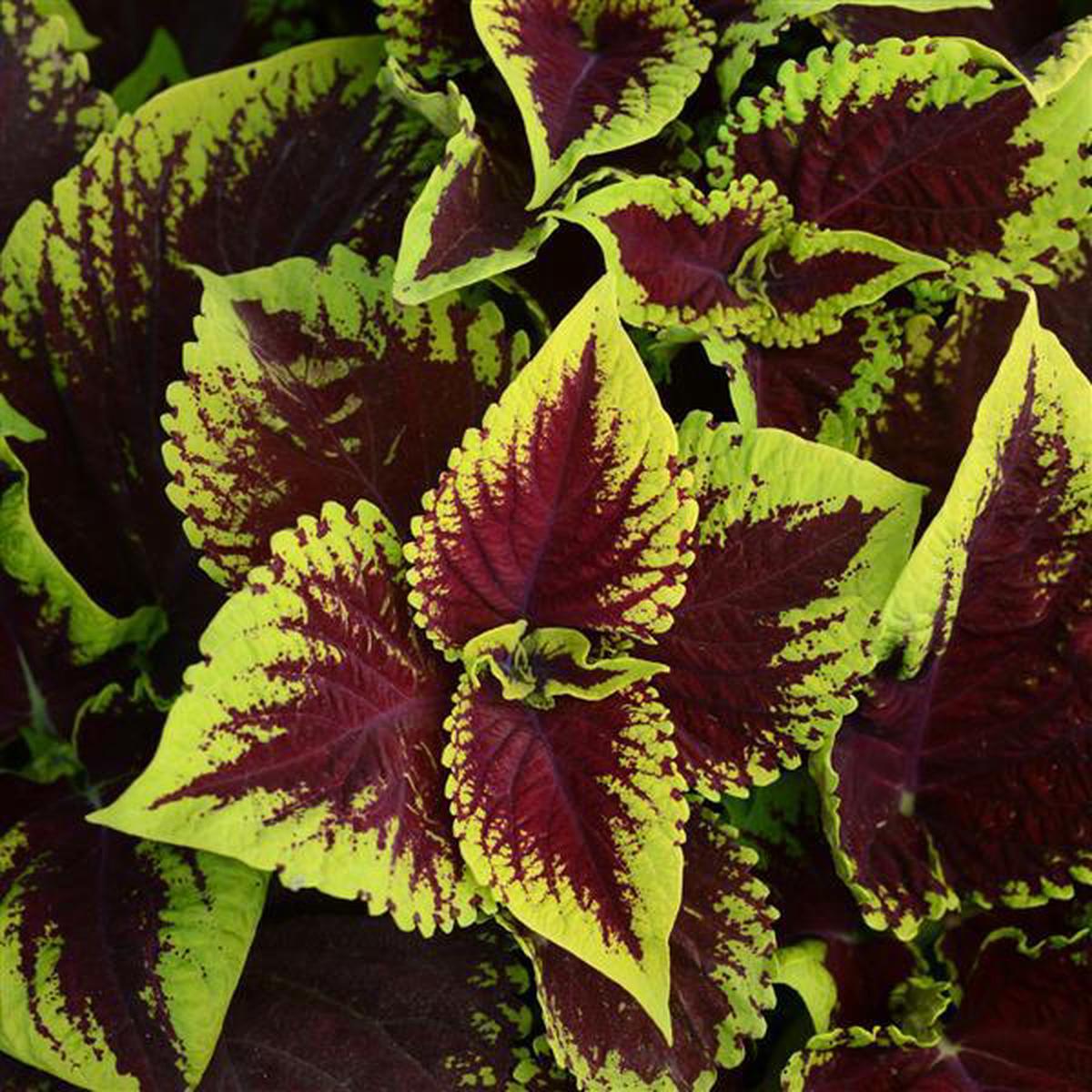 Heirloom Coleus Kong Scarlet Flower For Planting Beautiful Blooms Heirloom Flower Seeds for Home