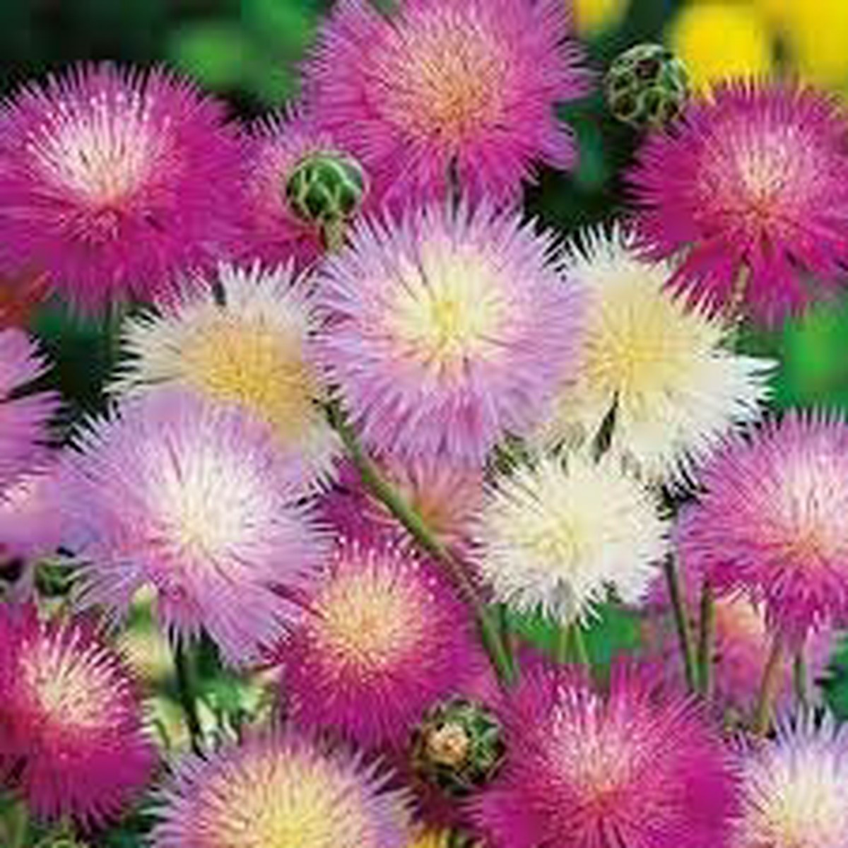 Heirloom Moschata Flower Seeds for Garden Planting, Non-GMO, Fragrant Blooming Variety