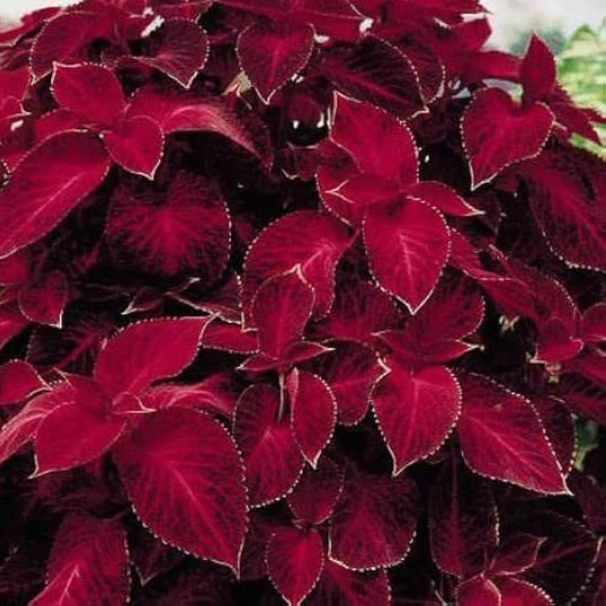 Heirloom Non Gmo Maroon Coleus Plant For Planting Colorful Foliage Garden Flower Seeds for Home