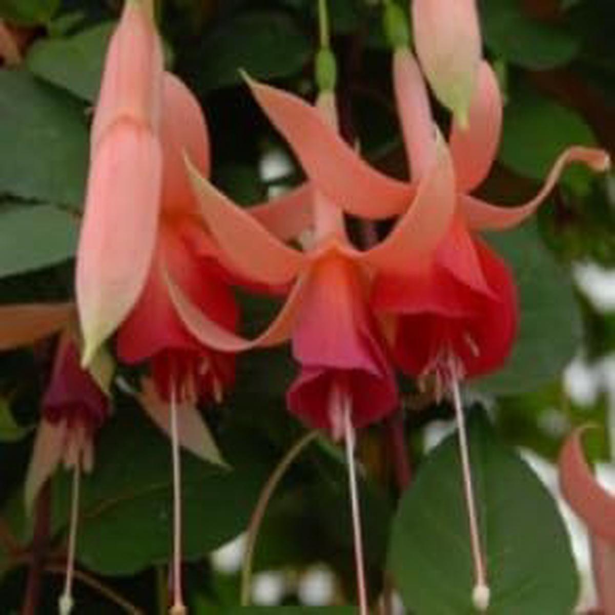 Heirloom Non-GMO Peach Fuchsia Flower Seeds for Garden Planting High Germination Organic Garden Seeds