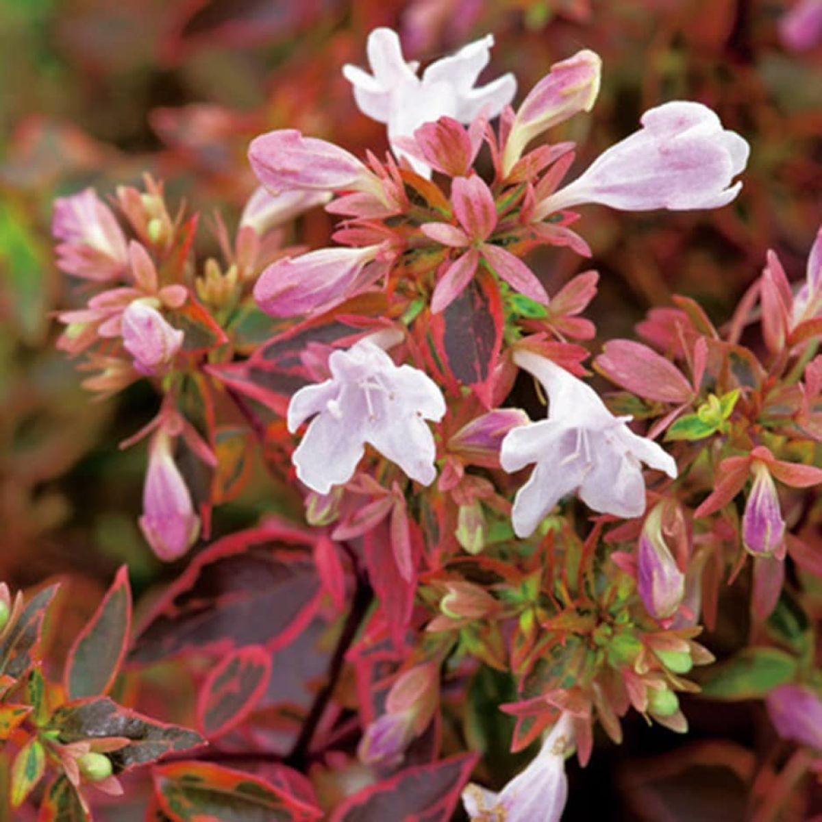 Heirloom Non-GMO Red Abelia Flower Seeds for Garden Planting Fragrant Ornamental Blooms