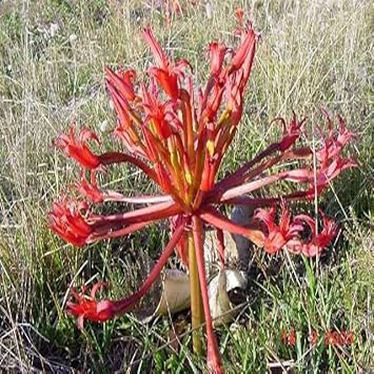 Heirloom Non-GMO Red Chandelier Flower Seeds for Planting High Germination Organic Garden Seeds
