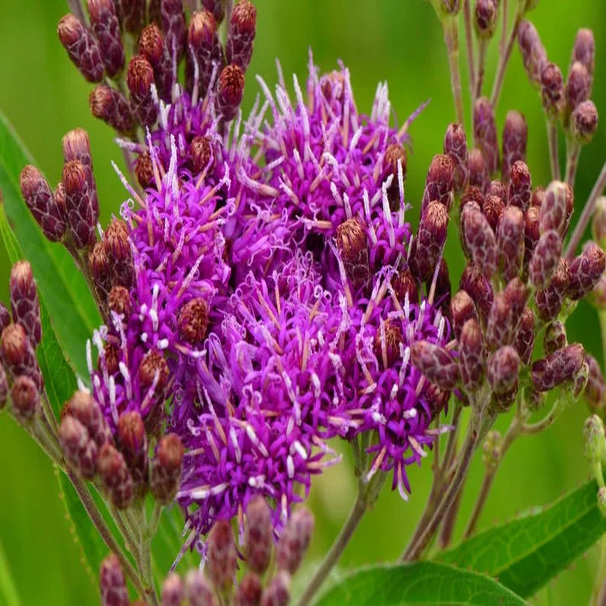 Heirloom Non-GMO Vernonia Anthelmintica Flower Seeds for Planting Medicinal Wildflower Seeds
