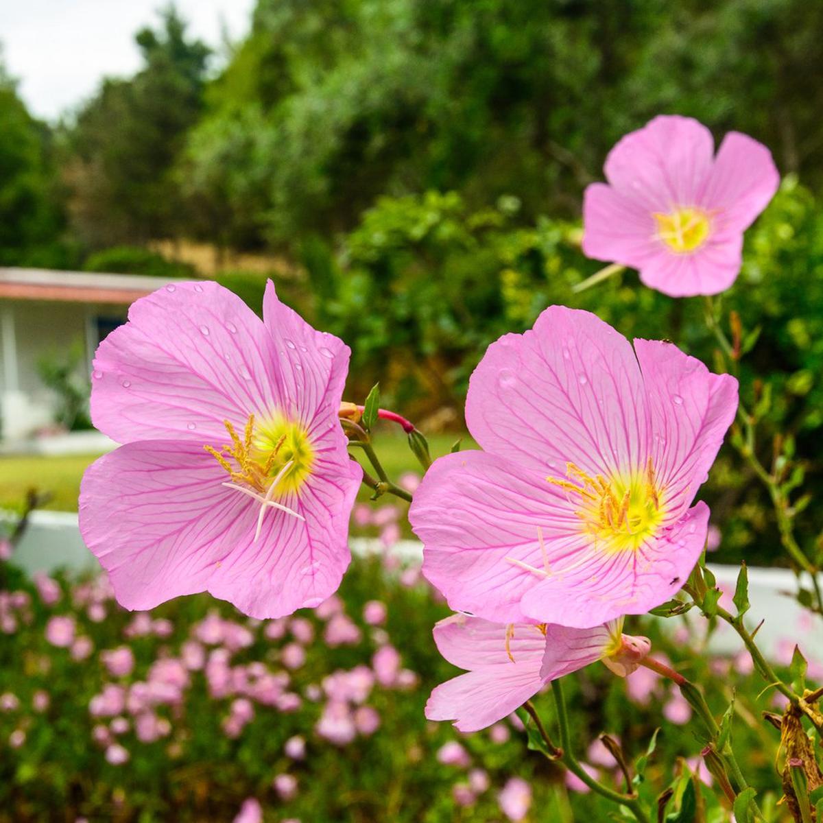 Heirloom Oenothera Subsp Drummondii Beach Primrose Large Sea Coast Garden Flowers Flower Seeds