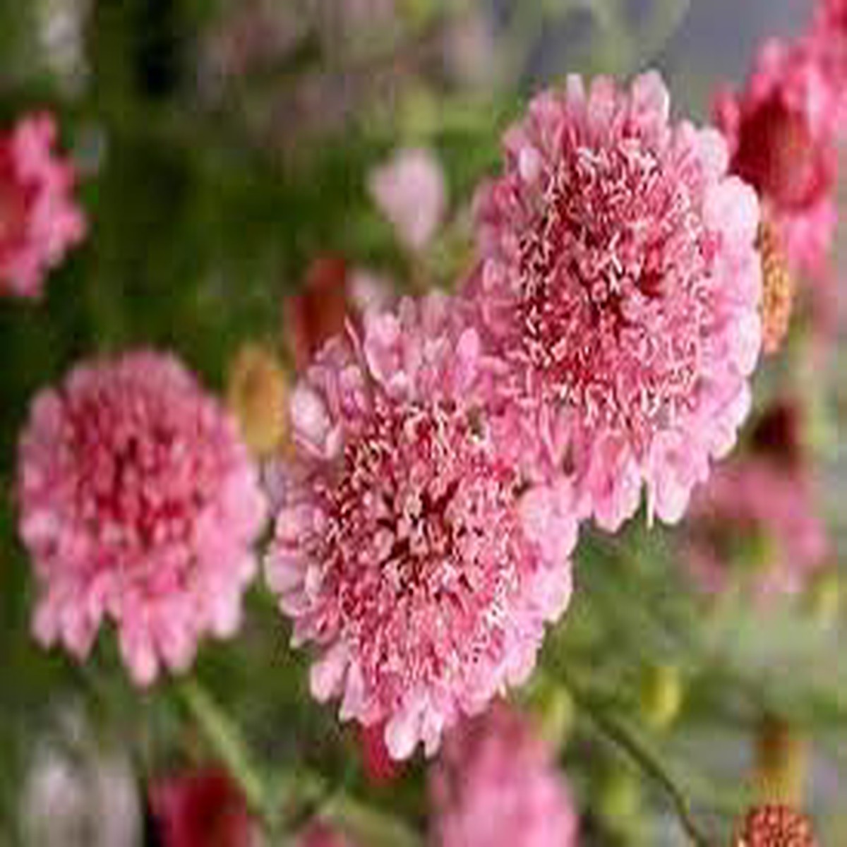 Heirloom Pincushion Flower Seeds for Garden Planting, Non-GMO, Scabiosa Blooms for Cut Flower Gardens