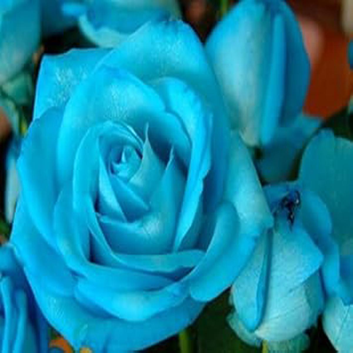 Heirloom Sky Blue Holland Rose Flower Seeds for Planting Non-GMO, Organic Garden Seeds, High Germination