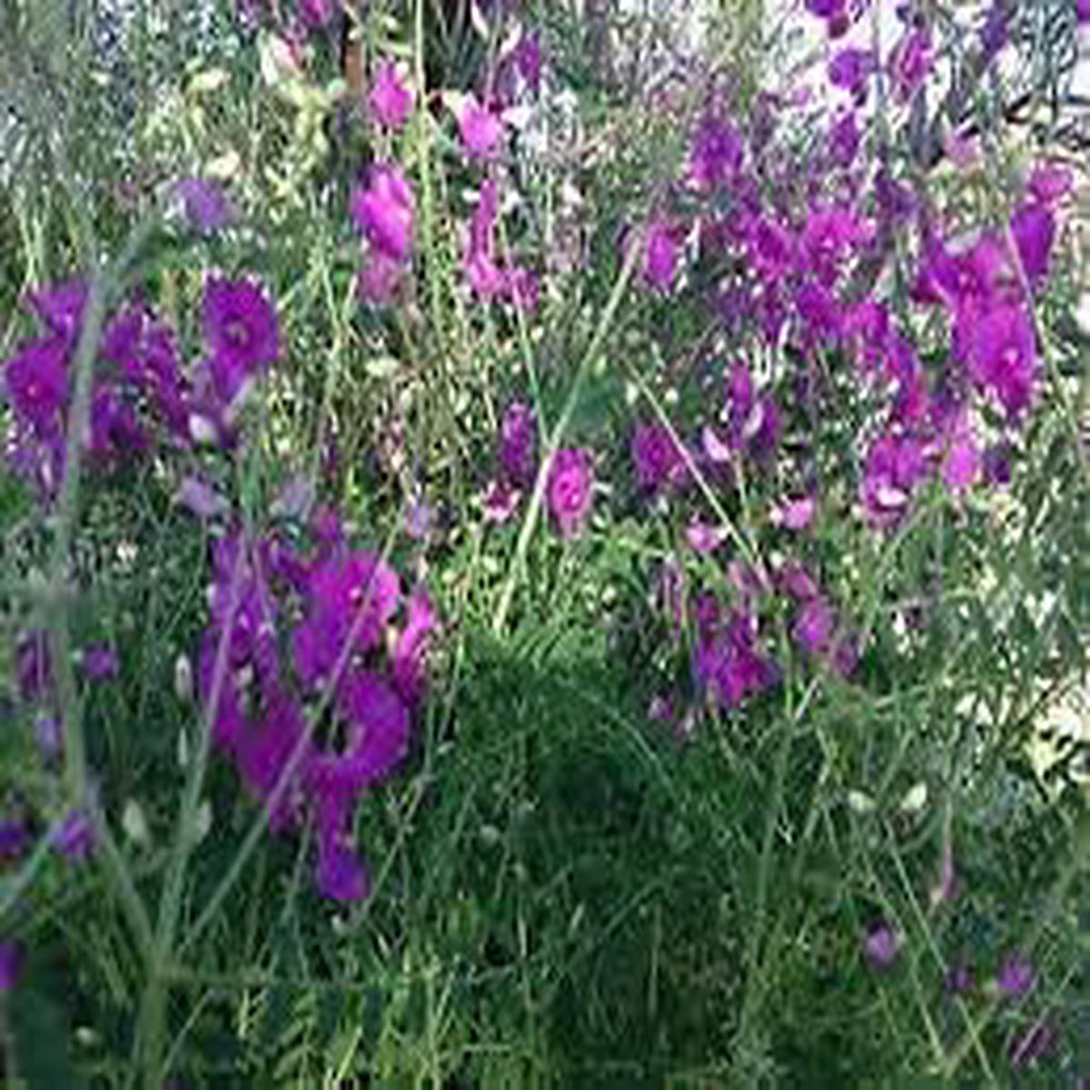 Heirloom Swainsonia Flower seeds for Planting Seasonal Bloomer Heirloom & GMO Free Seeds for Home Garden