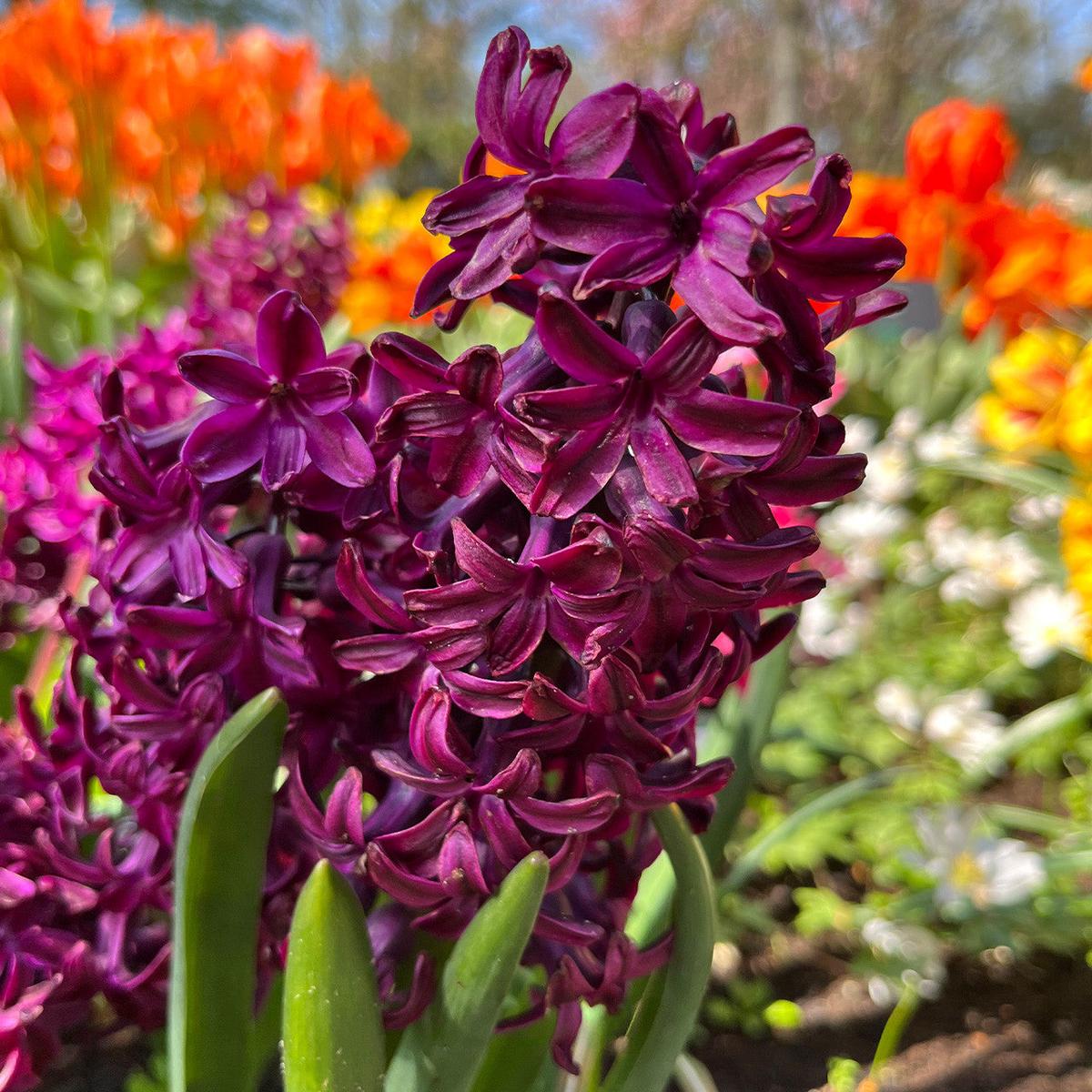 Hyacinth Flower Seeds Burgundy for Planting Heirloom Non-GMO High Germination Organic Garden Seeds