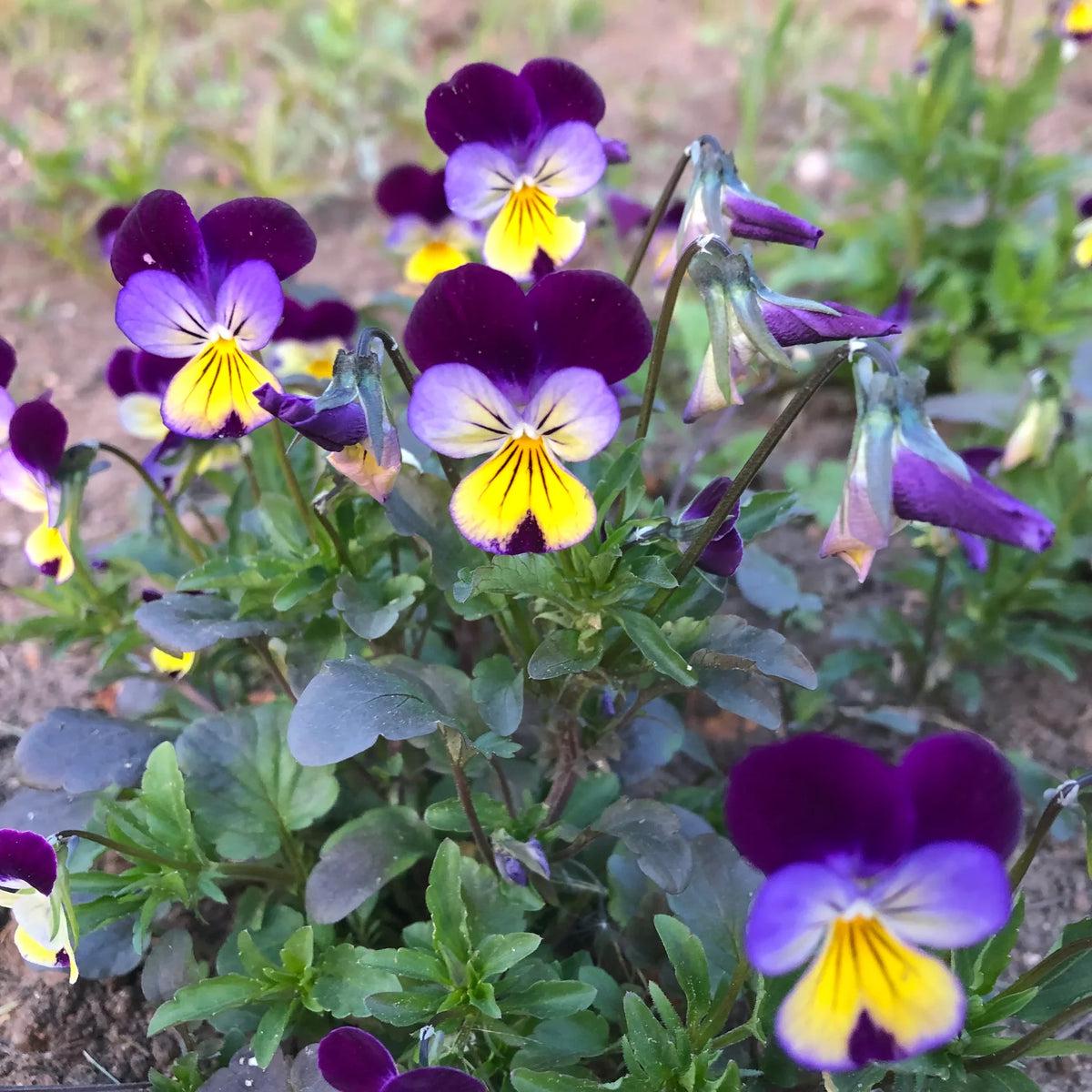 Jump Up Flower seeds for Planting Bright Blooms Heirloom & GMO Free Seeds for Home Garden Sale