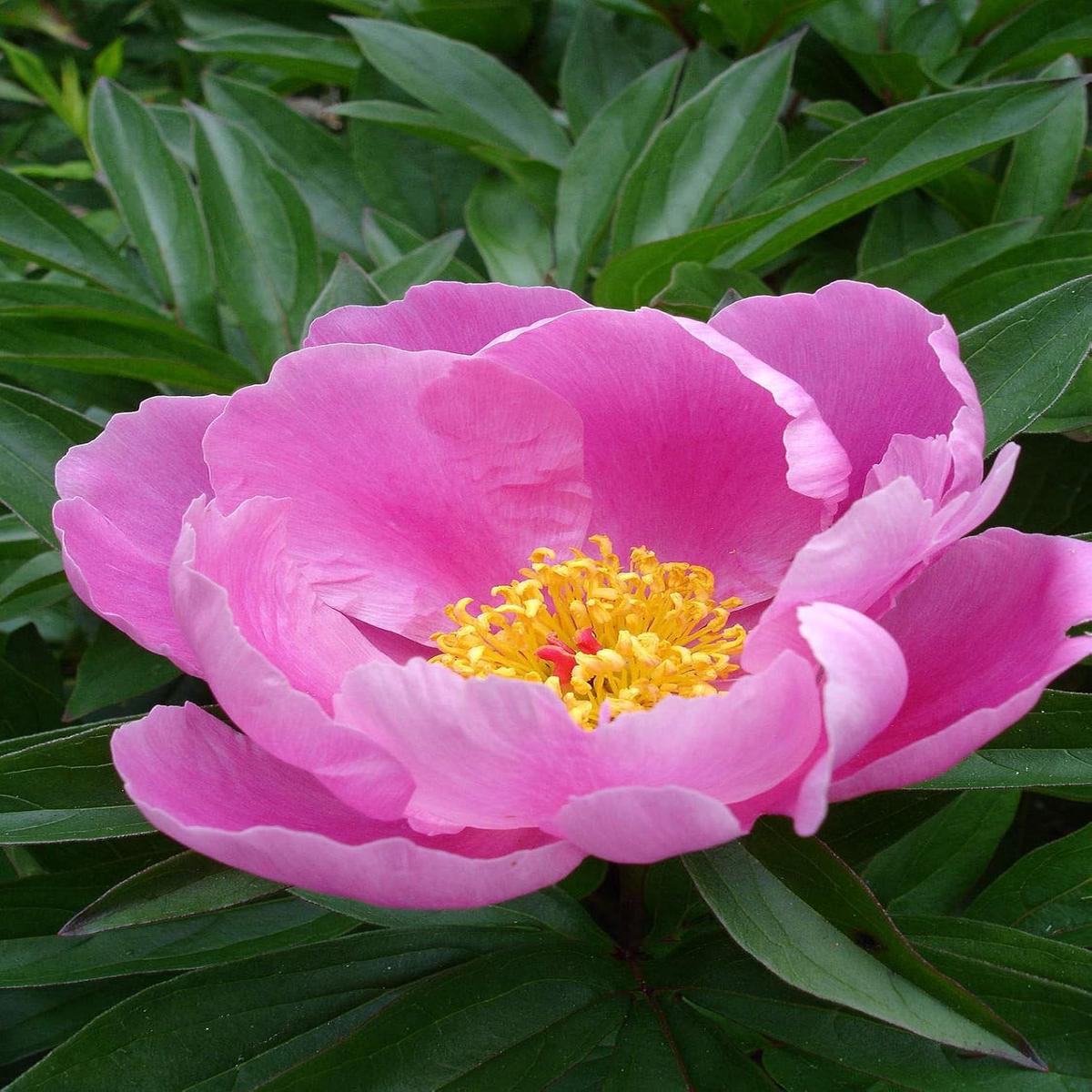 Lactiflora Flower seeds for Planting - Vibrant Colors, Heirloom & GMO Free Seeds for Home Garden