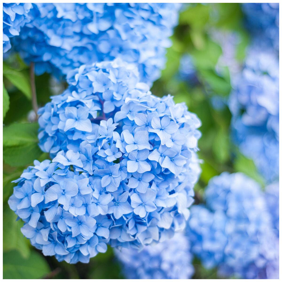 Light Blue Hydrangea Flower seeds for Planting Cut Flower Favorite Heirloom & GMO Free Seeds for Home Garden Sale