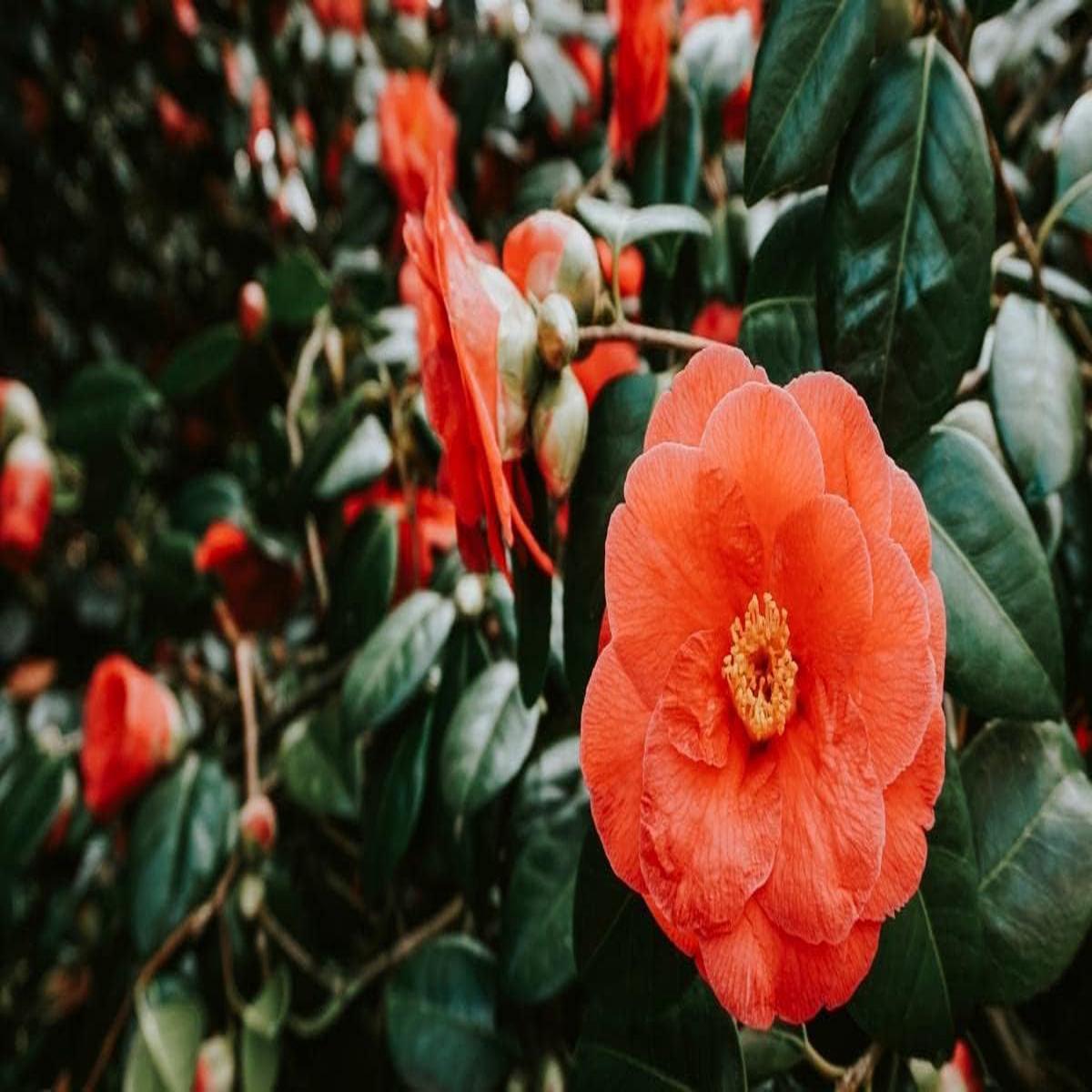 Light Orange Camellia Flower Seeds  Heirloom Non-GMO Organic Garden Seeds for Planting  High Germination Blooms