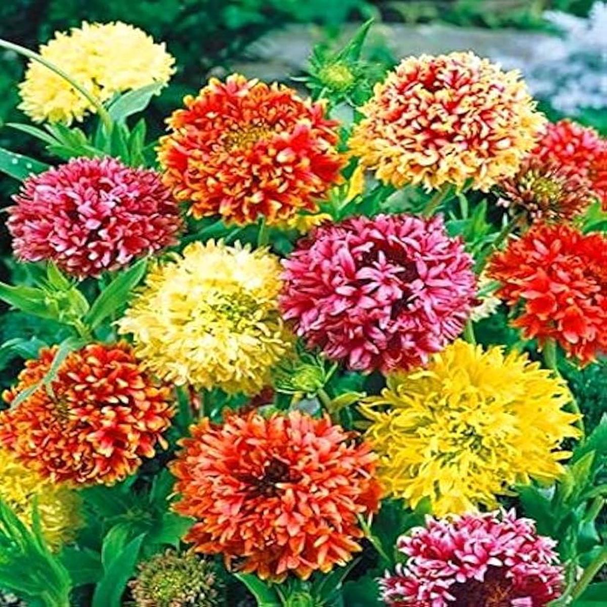 Ligularia Seeds for Planting Ligularia spp. for shade gardens and perennial flower beds