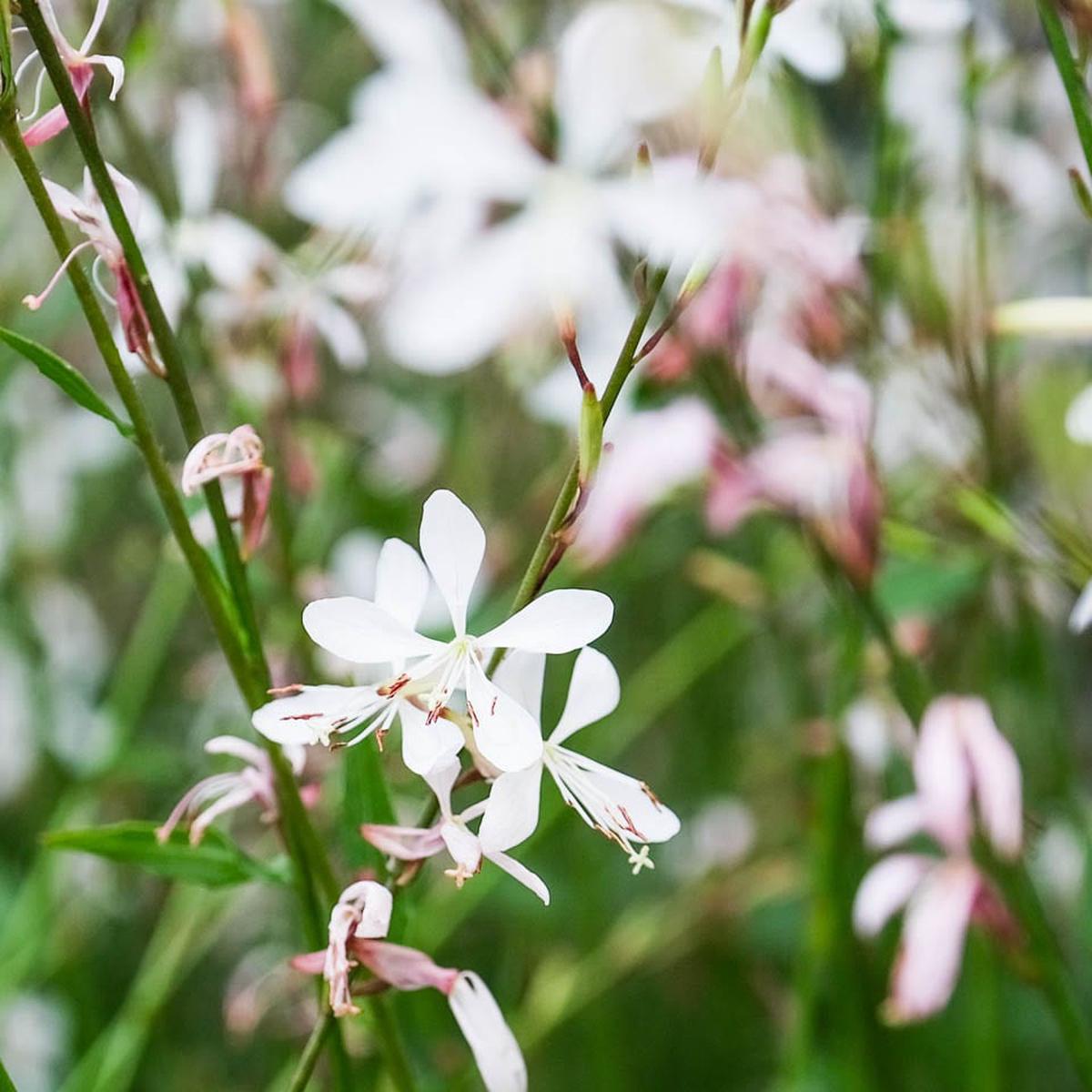 Lindheimeri White Flower Seeds for Planting  Organic, Heirloom, Non-GMO, High Germination Garden Seeds