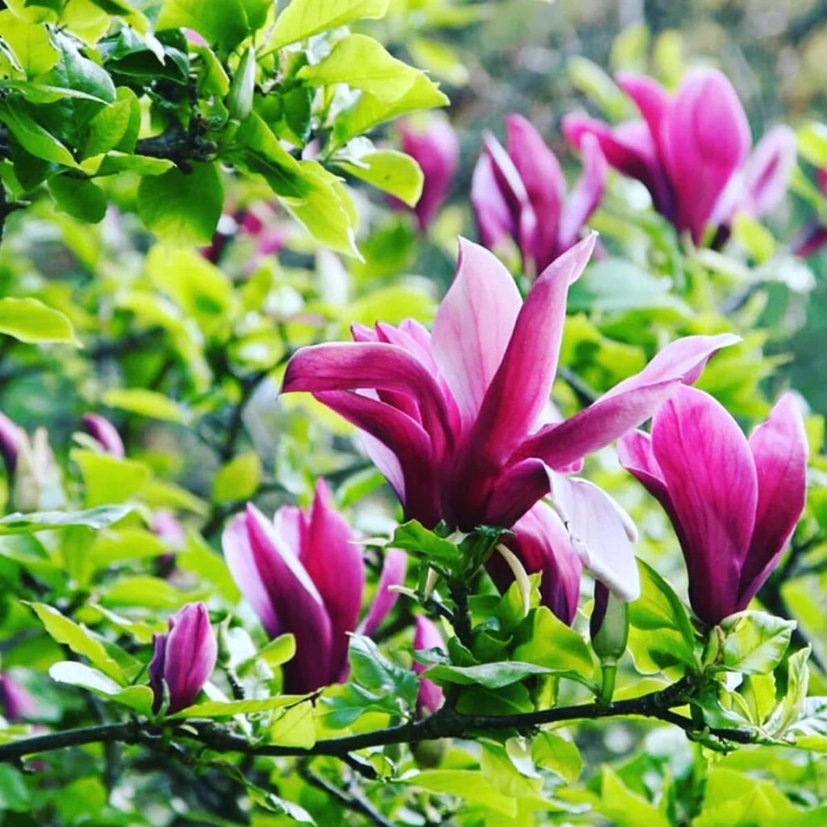 Magnolia Liliiflora Flower seeds for Planting, Drought Tolerant Heirloom & GMO Free Seeds for Home Garden