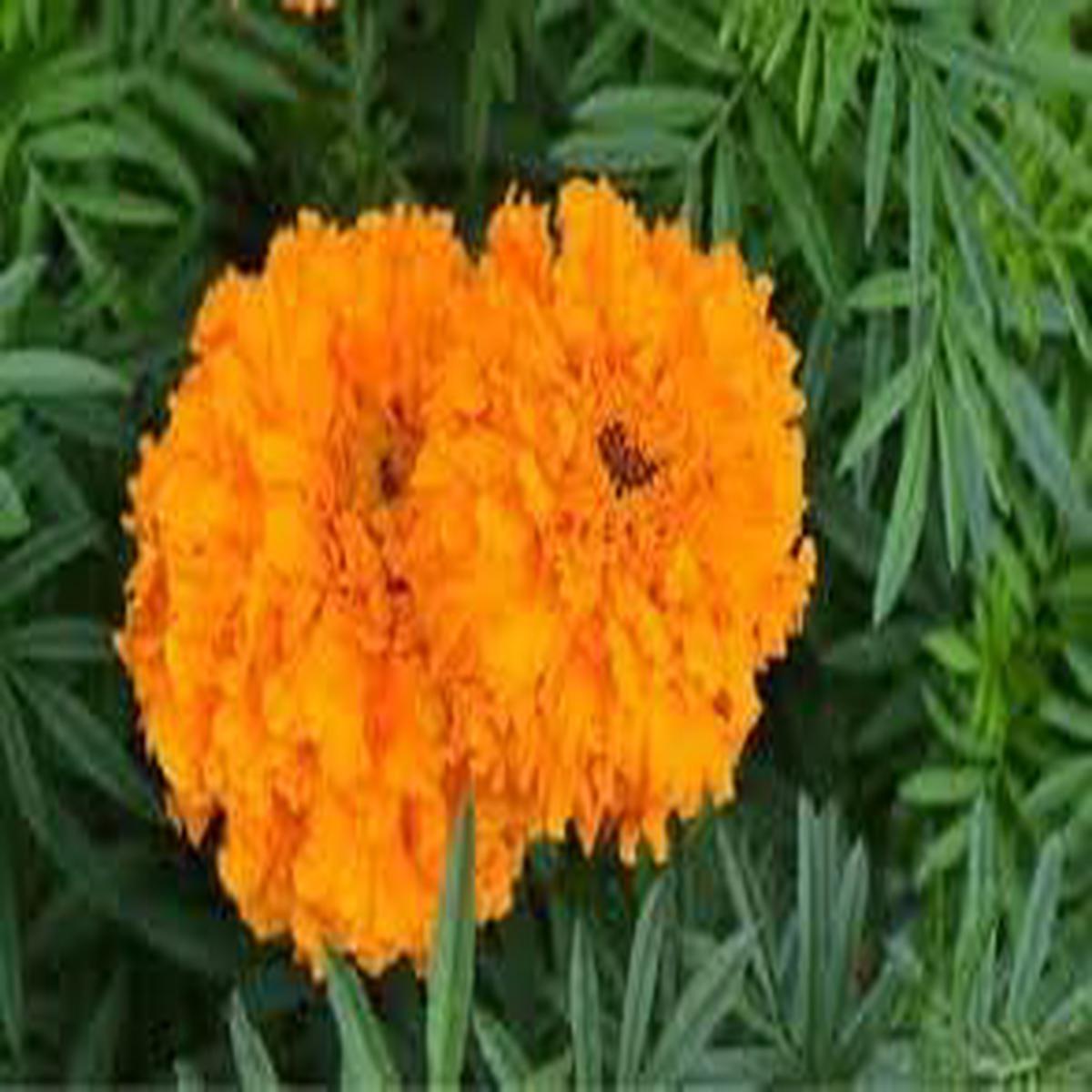 Marigolds Flower seeds for Planting Bright Blooms Heirloom & GMO Free Seeds for Home Garden