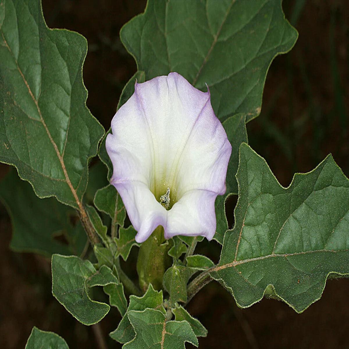 Mix Quercifolia Flower Seeds for Planting  Heirloom Non-GMO, High Germination Organic Garden Seeds