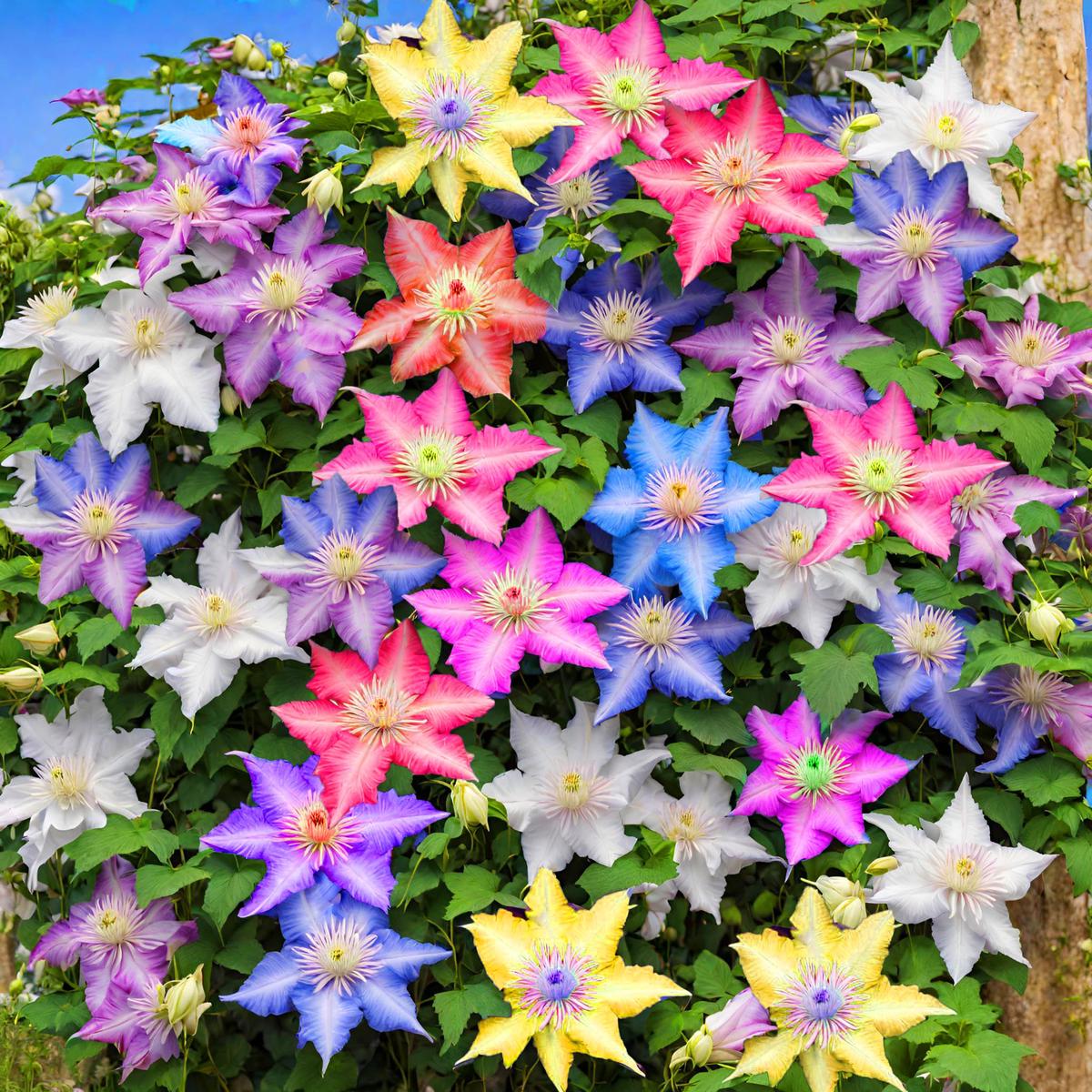 Mixed Clematis Flower Seeds for Planting Heirloom, Non-GMO, Fragrant Blossoms Organic Garden Seeds