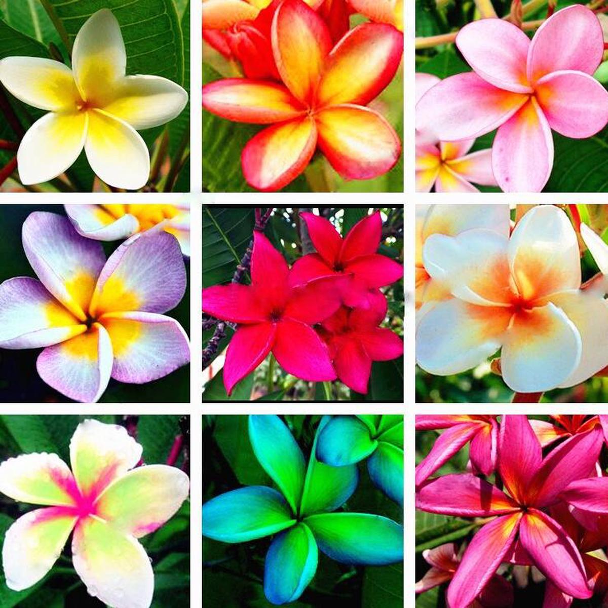 Mixed Egg Flower Seeds for Garden Planting Heirloom, Non-GMO Bright Bloom Variety
