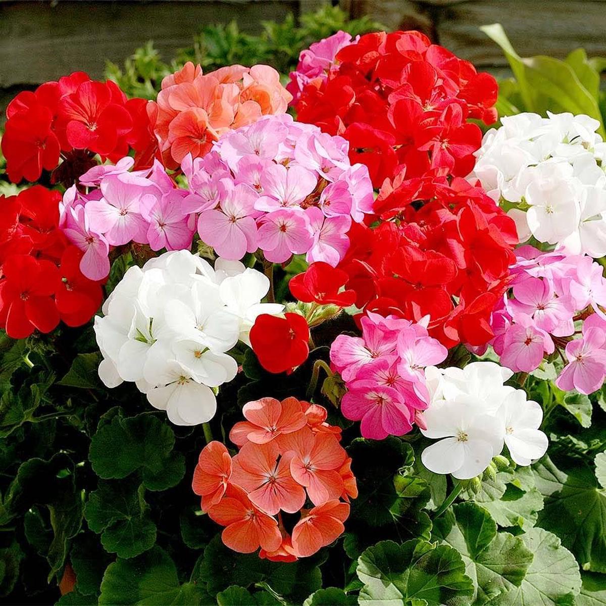 Multi-Color Geranium Flower Seeds for Planting  Heirloom, Non-GMO, High Germination Garden Favorite
