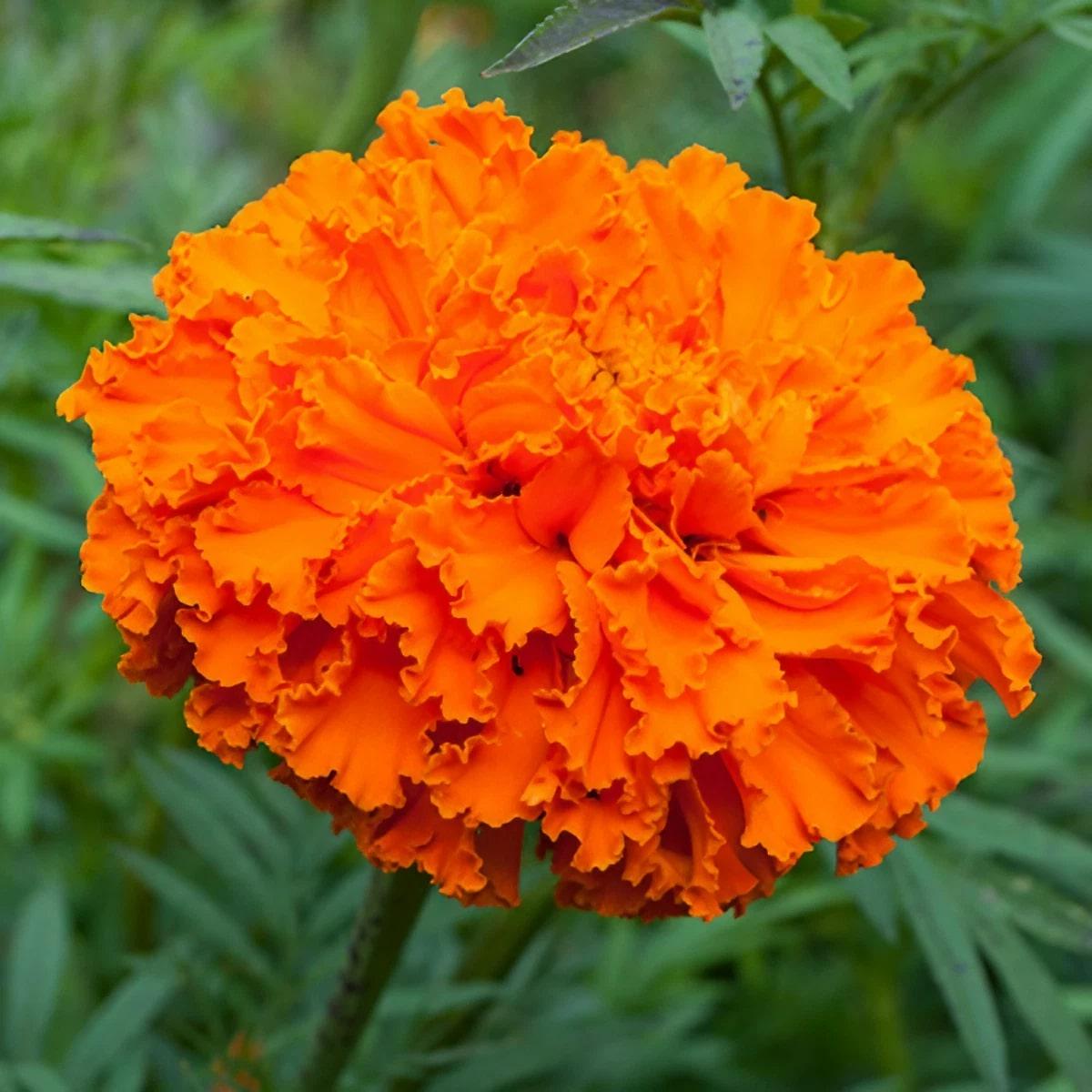 Orange Marigold Flower Seeds for Planting Heirloom Non-GMO, High Germination Organic Garden Seeds