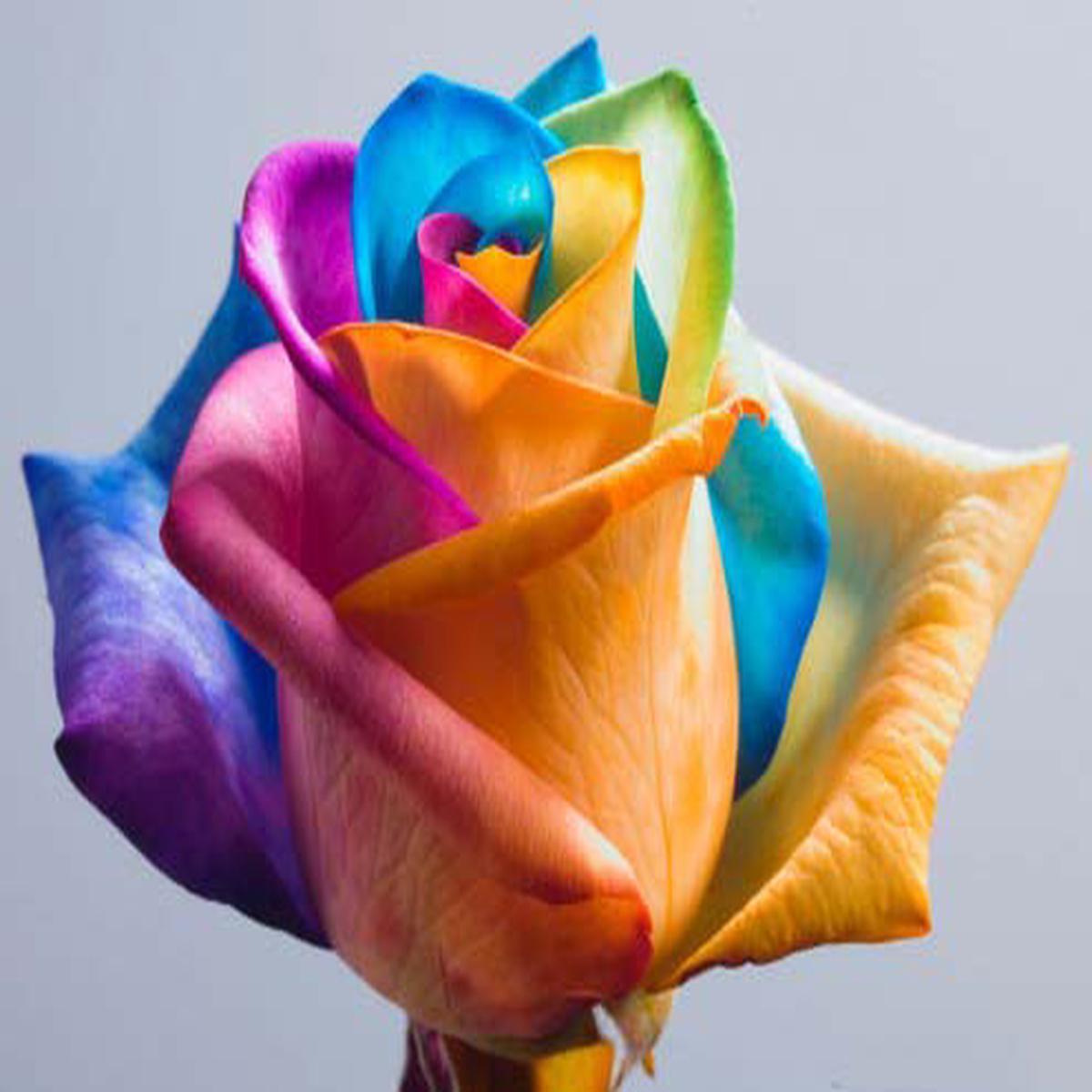 Orange Rainbow Potted Rose Flower Seeds for Planting  Heirloom, Non-GMO, Vibrant Colors, High Germination