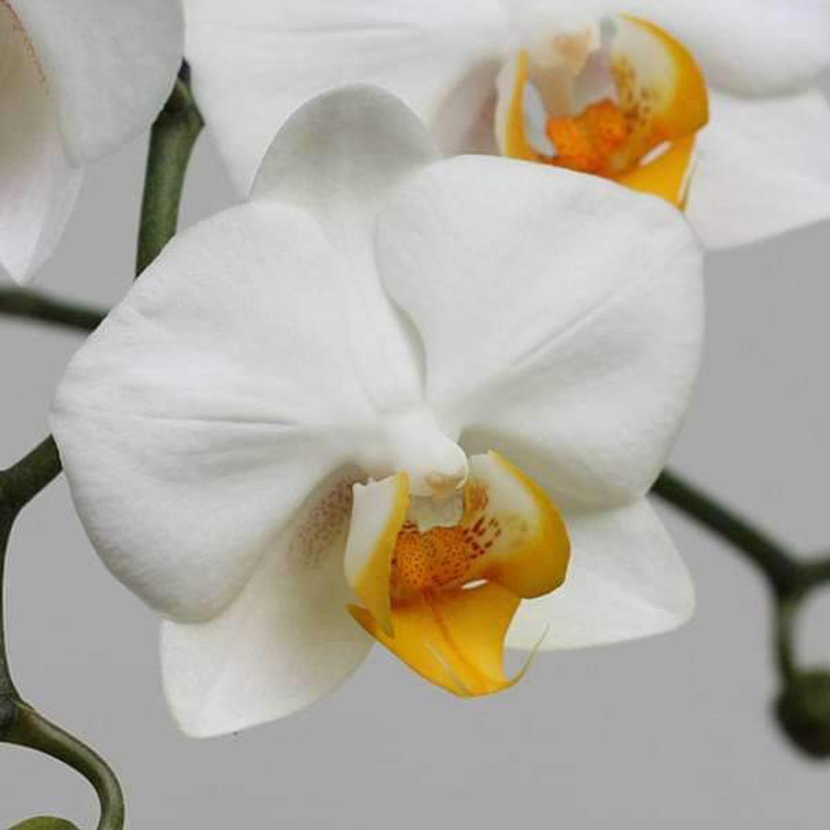 Orange White Phalaenopsis Orchid Flower Seeds for Planting  Heirloom, Non-GMO, Bright Blooms, High Germination