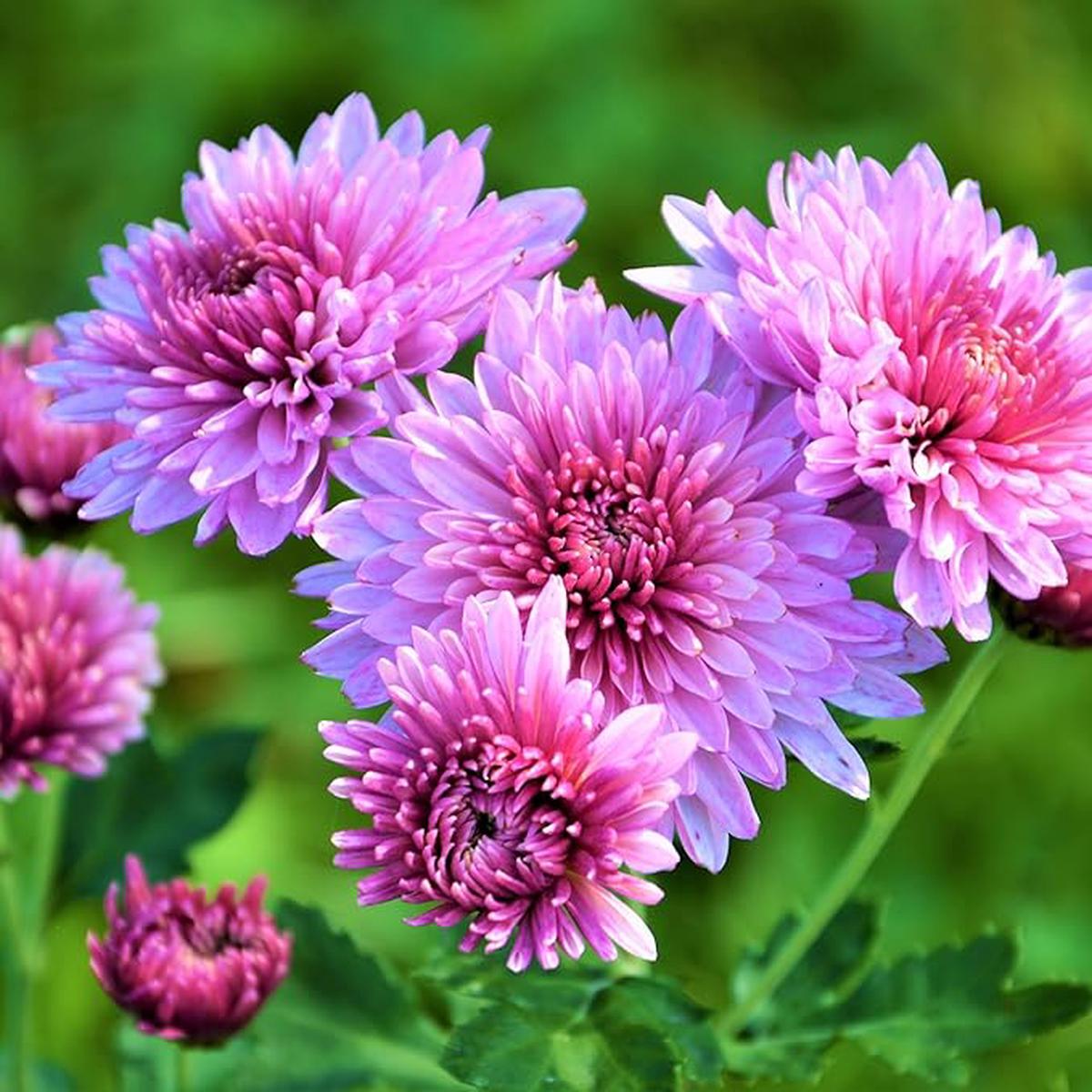 Organic Chrysanthemum Flower Seeds for Planting, Purple Shade Heirloom, Non-GMO