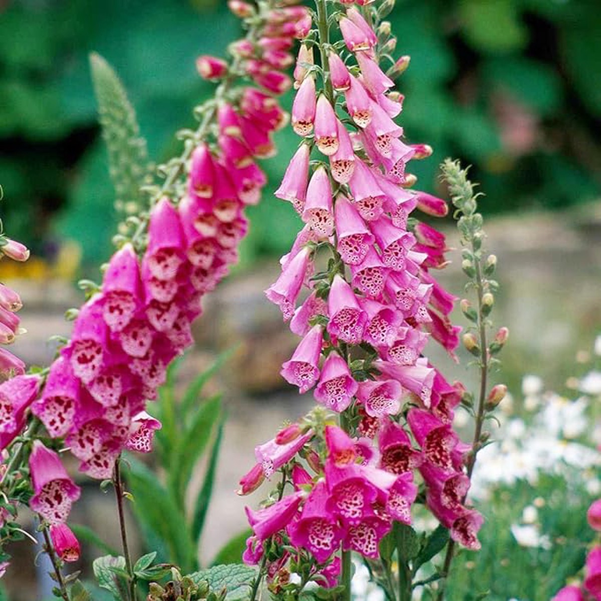Organic Heirloom Non-GMO Pink Lady's Glove Seeds for Planting  Unique Garden Blooms