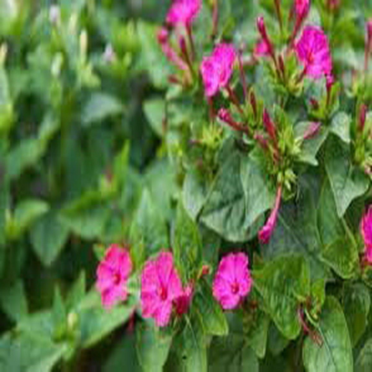 Organic Jalapa Flower Seeds for Planting  Heirloom, Non-GMO