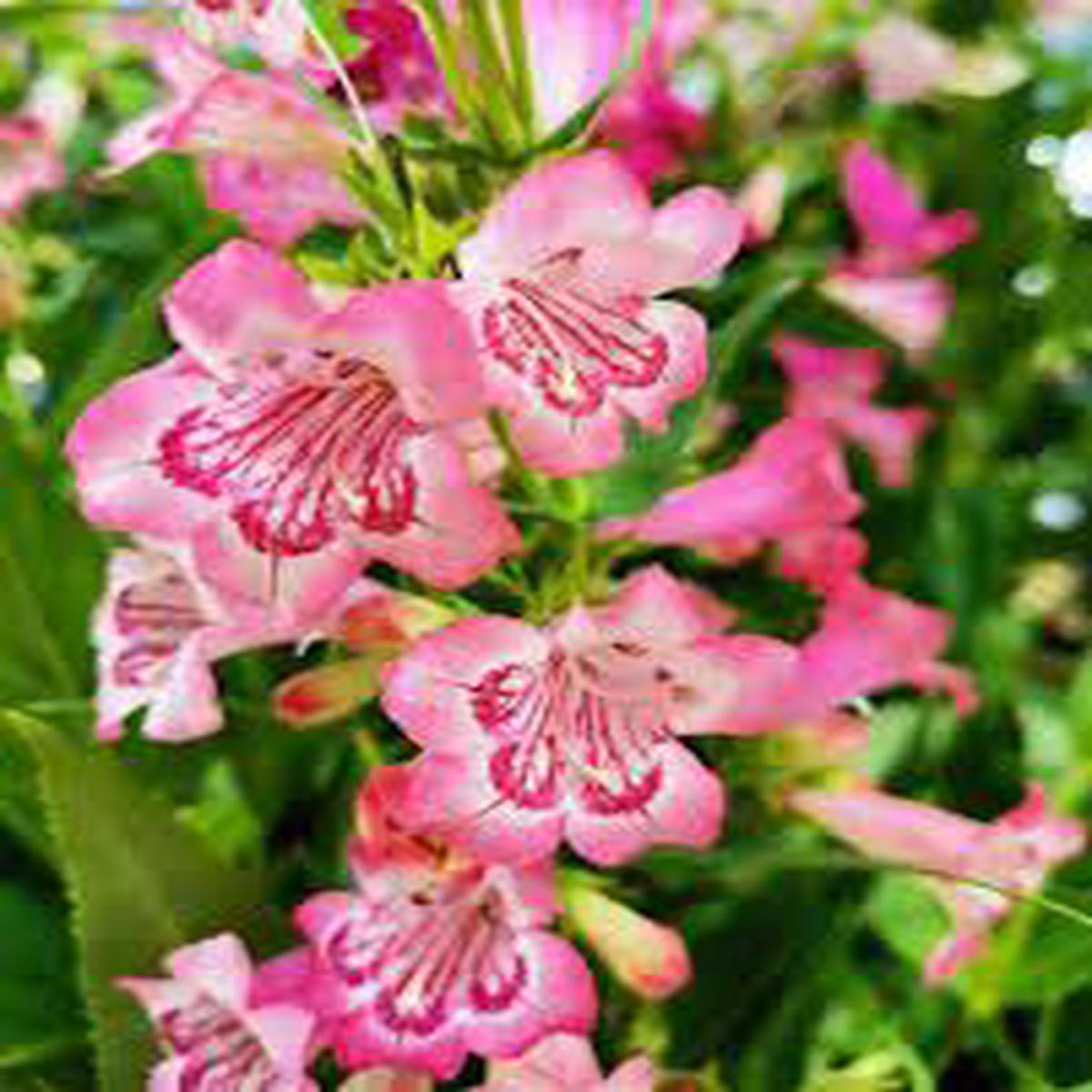 Organic Pink Penstemon Strictus Flower Seeds for Planting  Heirloom, Non-GMO
