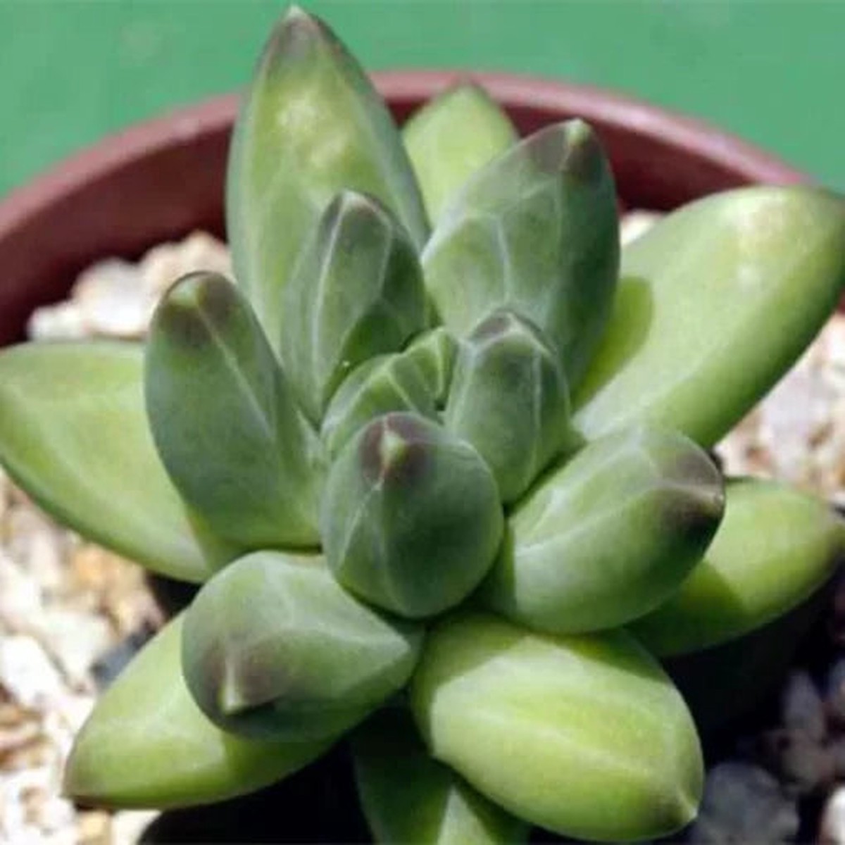 Pachyphytum Succulent Seeds | Compactum Stone Plant Variety Heirloom, Non-GMO, High Germination Organic Garden Seeds