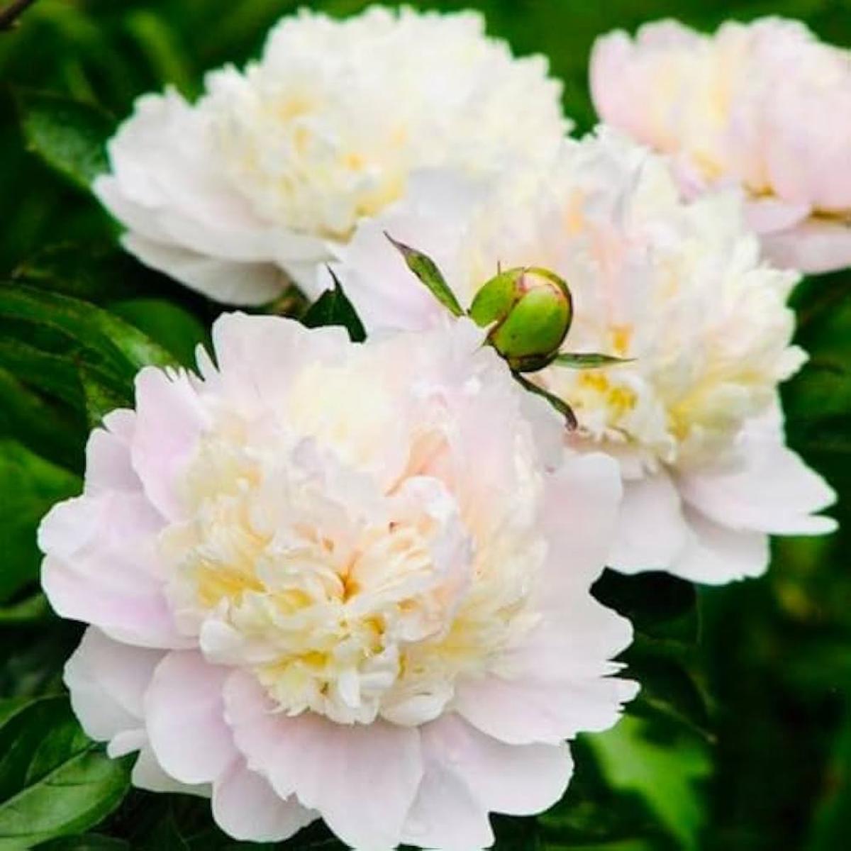 Peony Paeonia Lactiflora Green Flower Seeds for Planting  Suitable for Home Garden Borders and Unique Displays