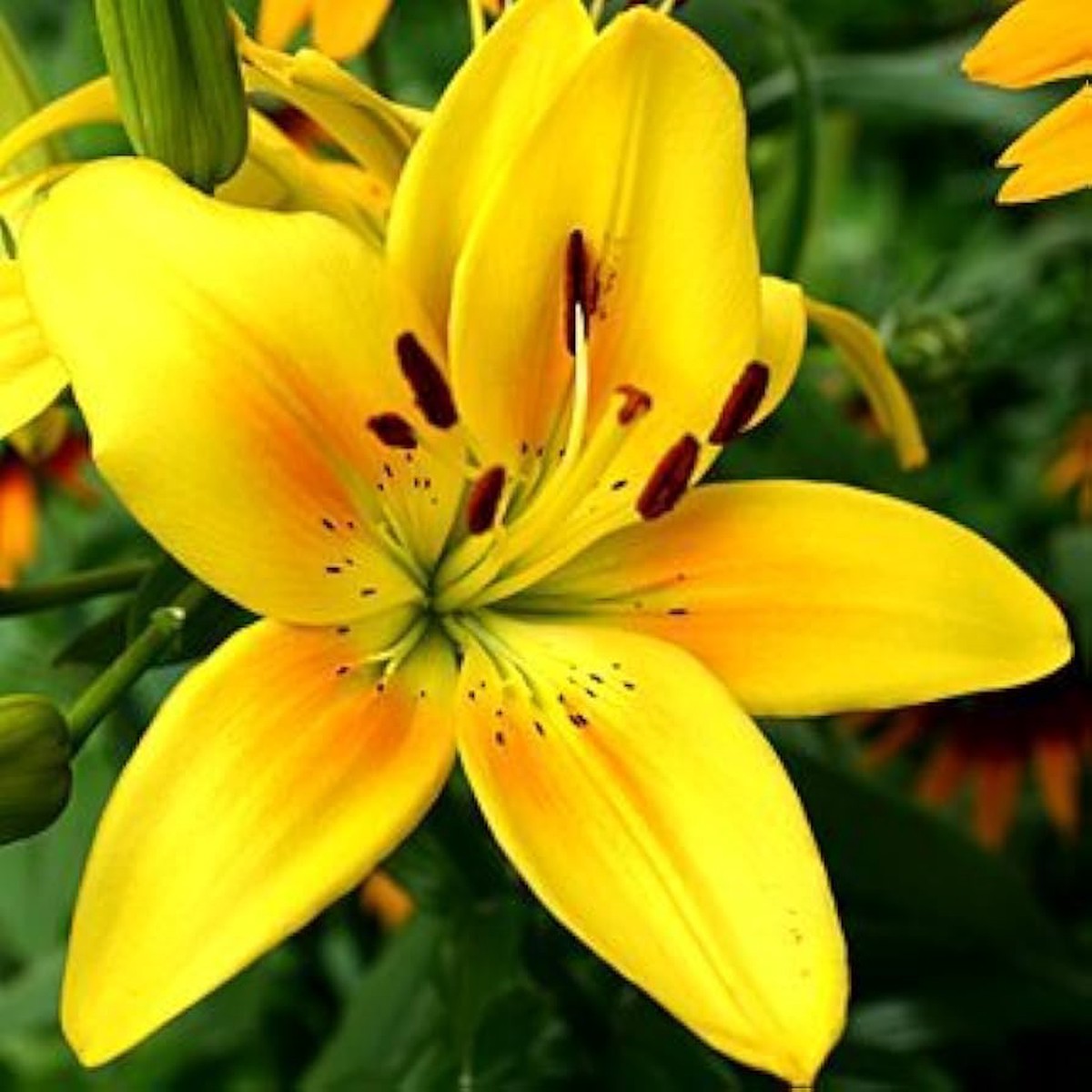 Perfume Lily Lilium longiflorum Yellow Flowering Seeds For Planting Fragrant Home and Garden