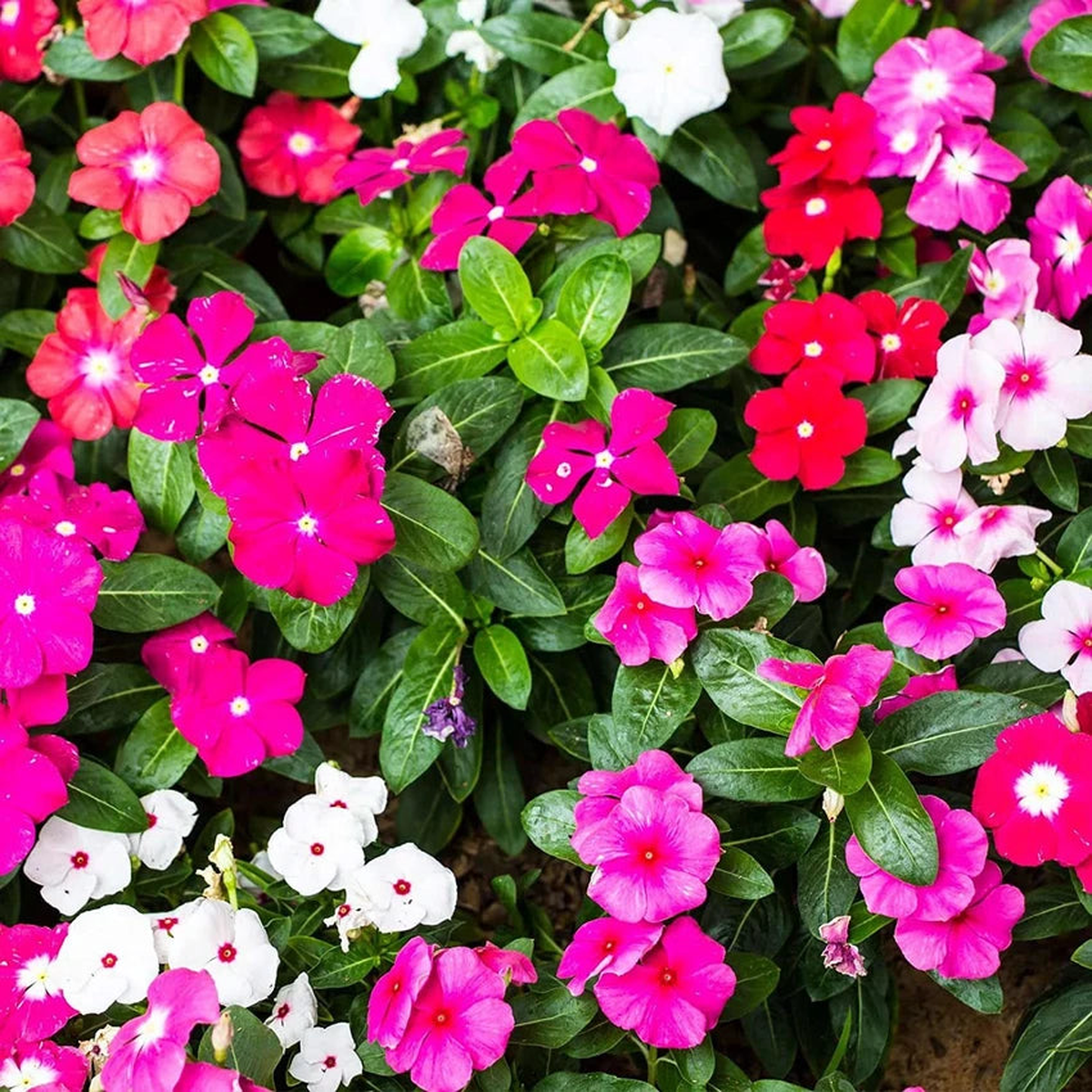 Periwinkle Flower Seeds for Planting Heirloom, Non-GMO, Easy to Grow, Perennial Blooms