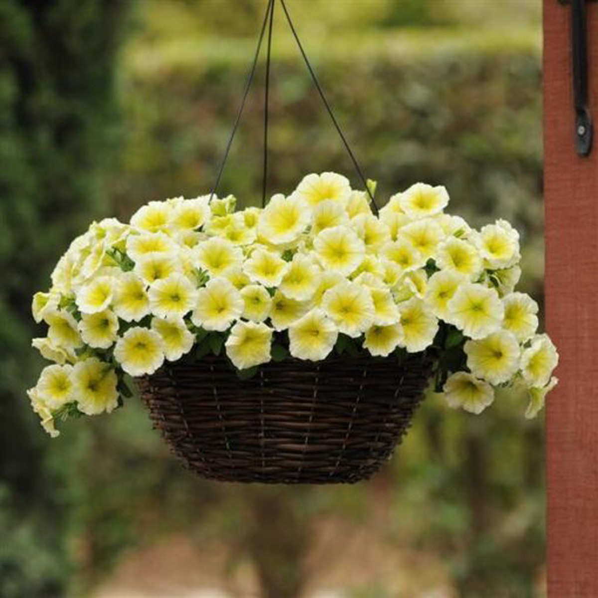 Petunia E3 Easy Wave Yellow Spreading Petunia Imported Pelleted Heirloom, Non-GMO, High Germination Organic Garden Seeds