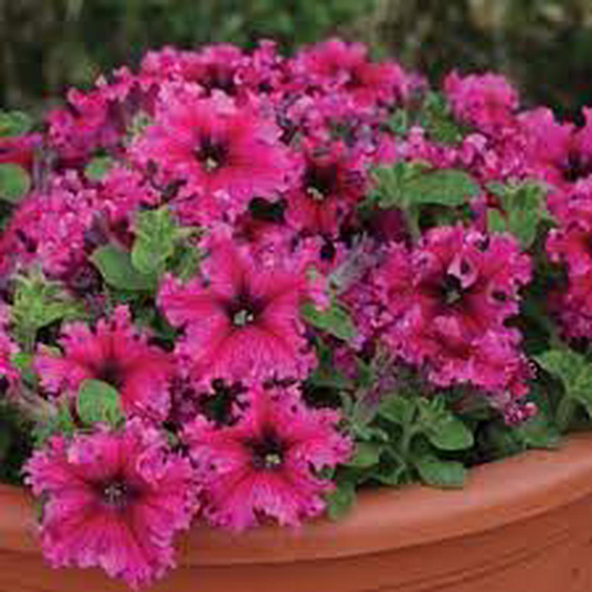 Petunia Espresso Frappe Mix Seeds for Planting Heirloom Non-GMO, High Germination Organic Garden Seeds