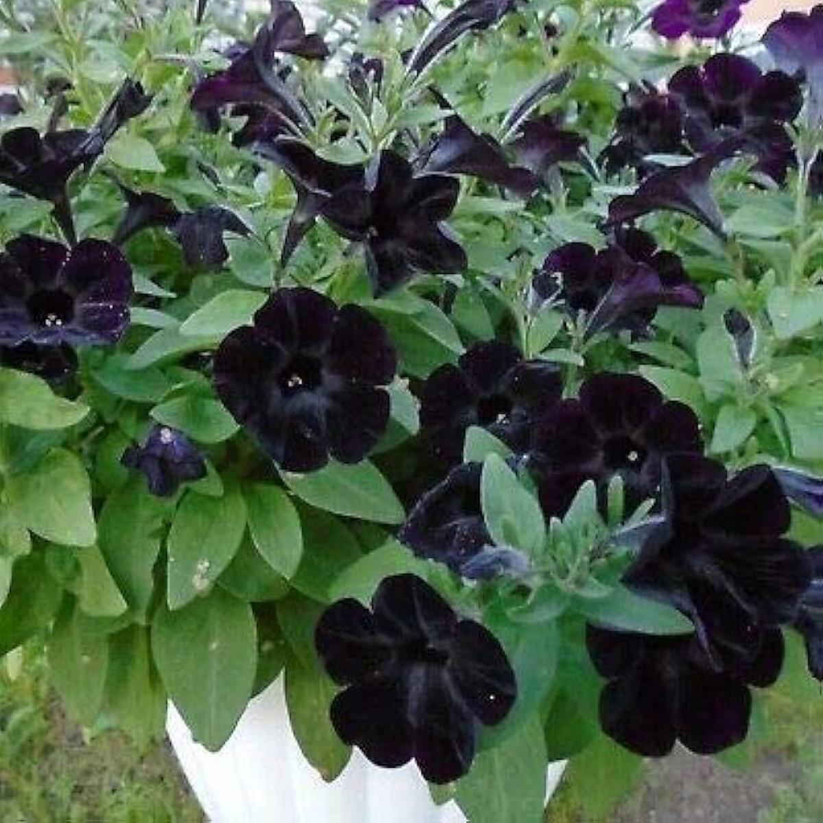 Petunia Flower Gorgeous Garden Bonsai Projects Flower Seeds Home Garden Planting, Premium